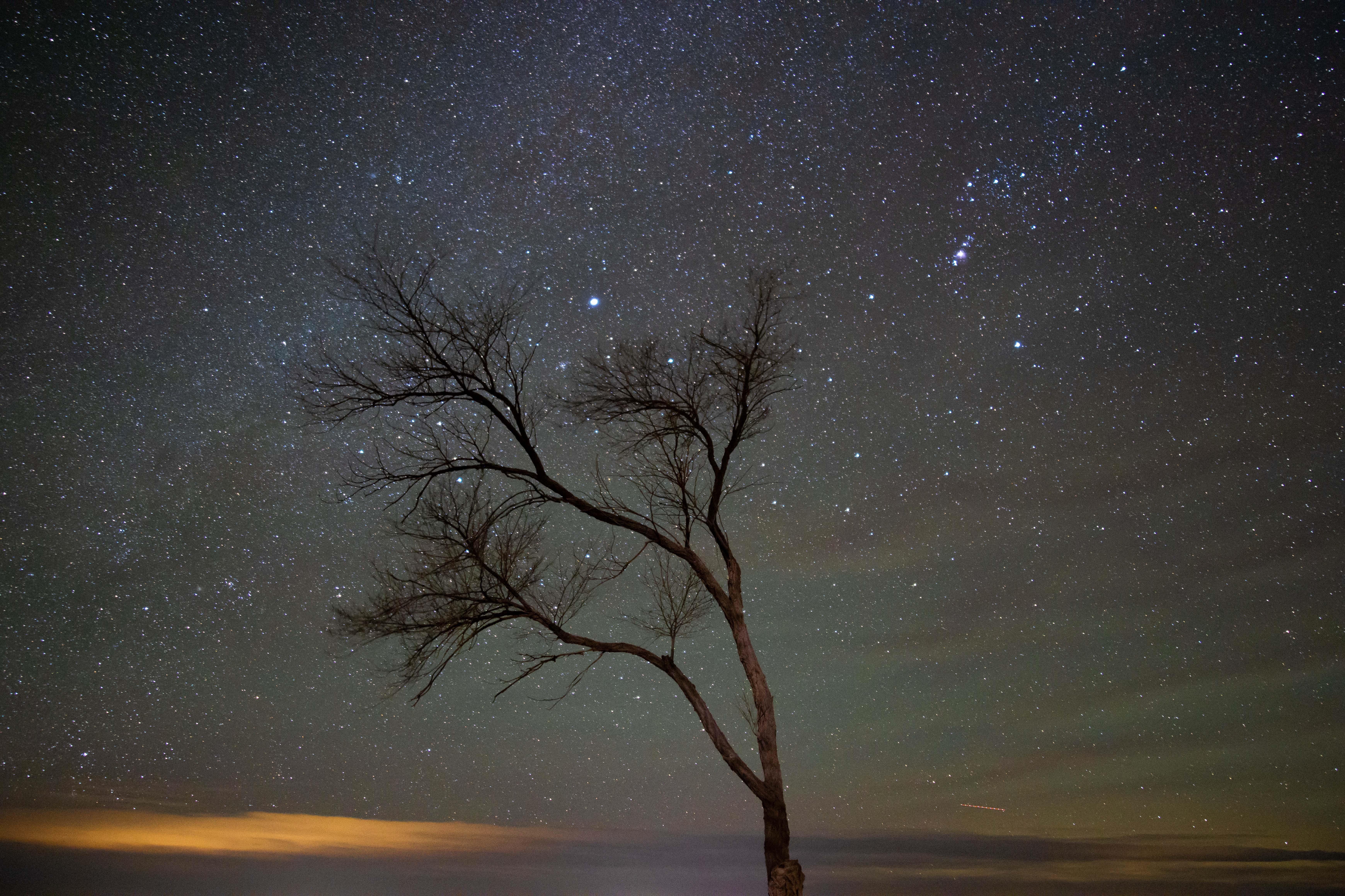 Bare tree against a starry night sky HD Wallpaper