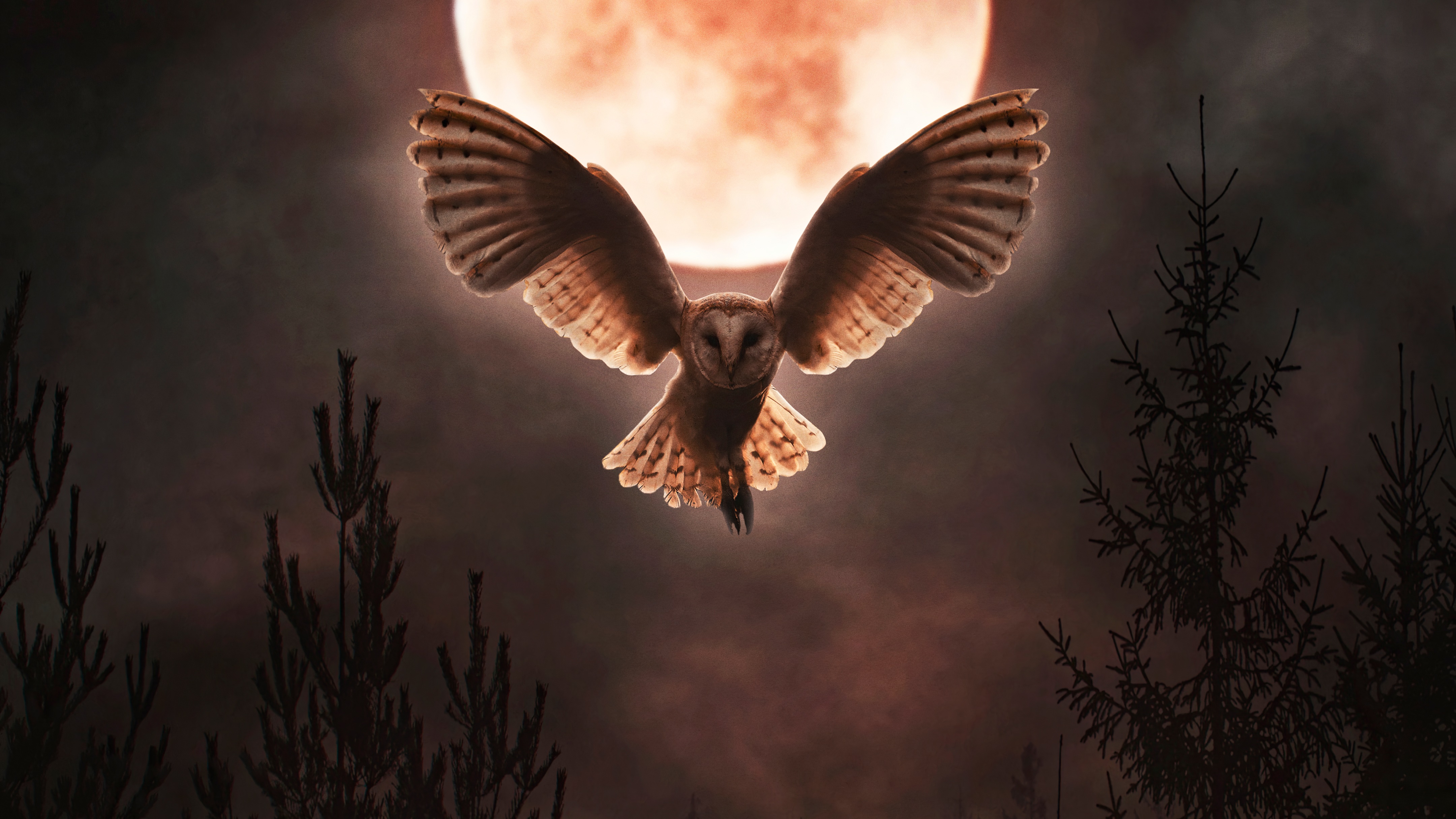 Barn owl flying in front of a large moon HD Wallpaper