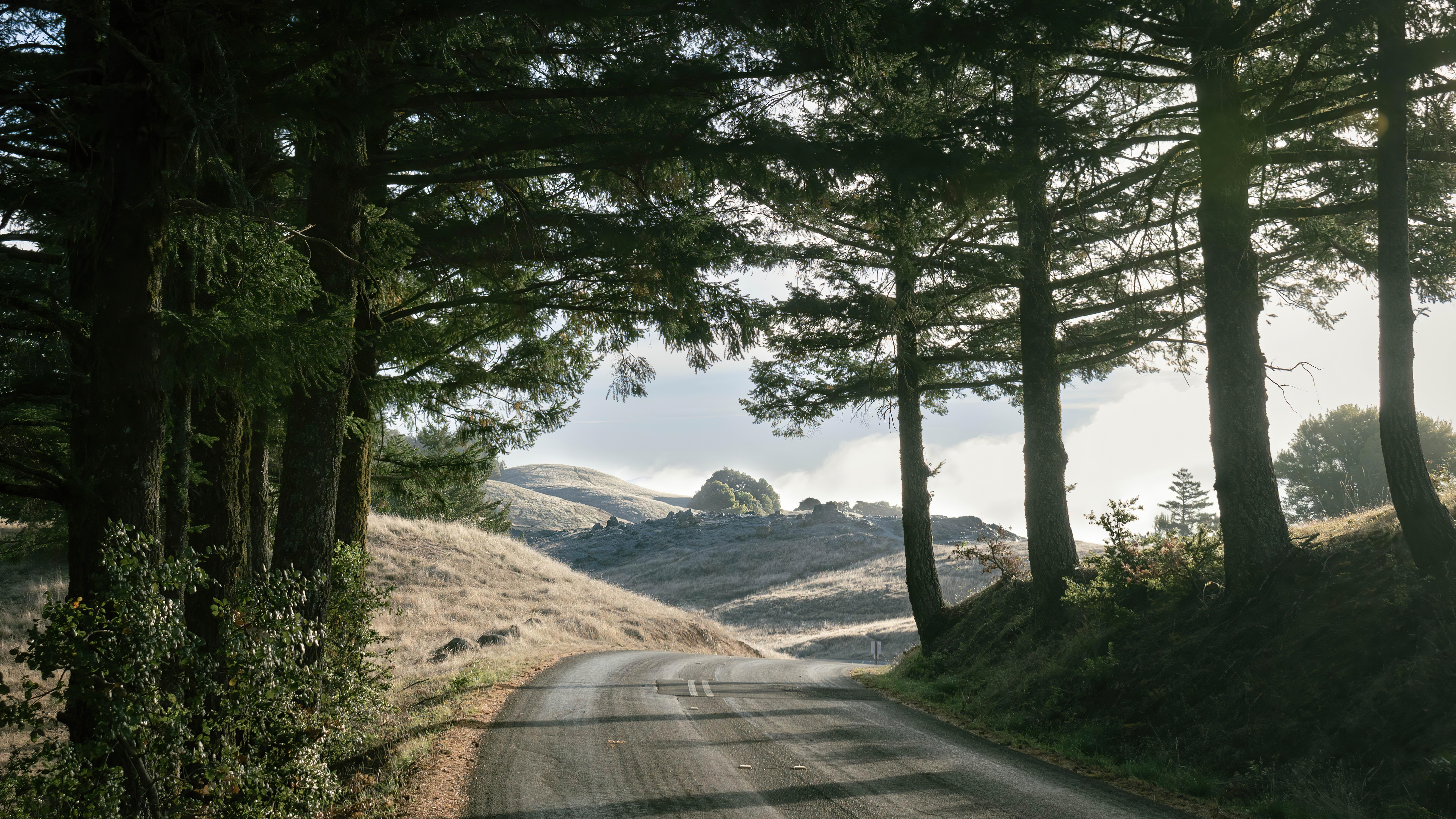Road through trees with rolling hills HD Wallpaper