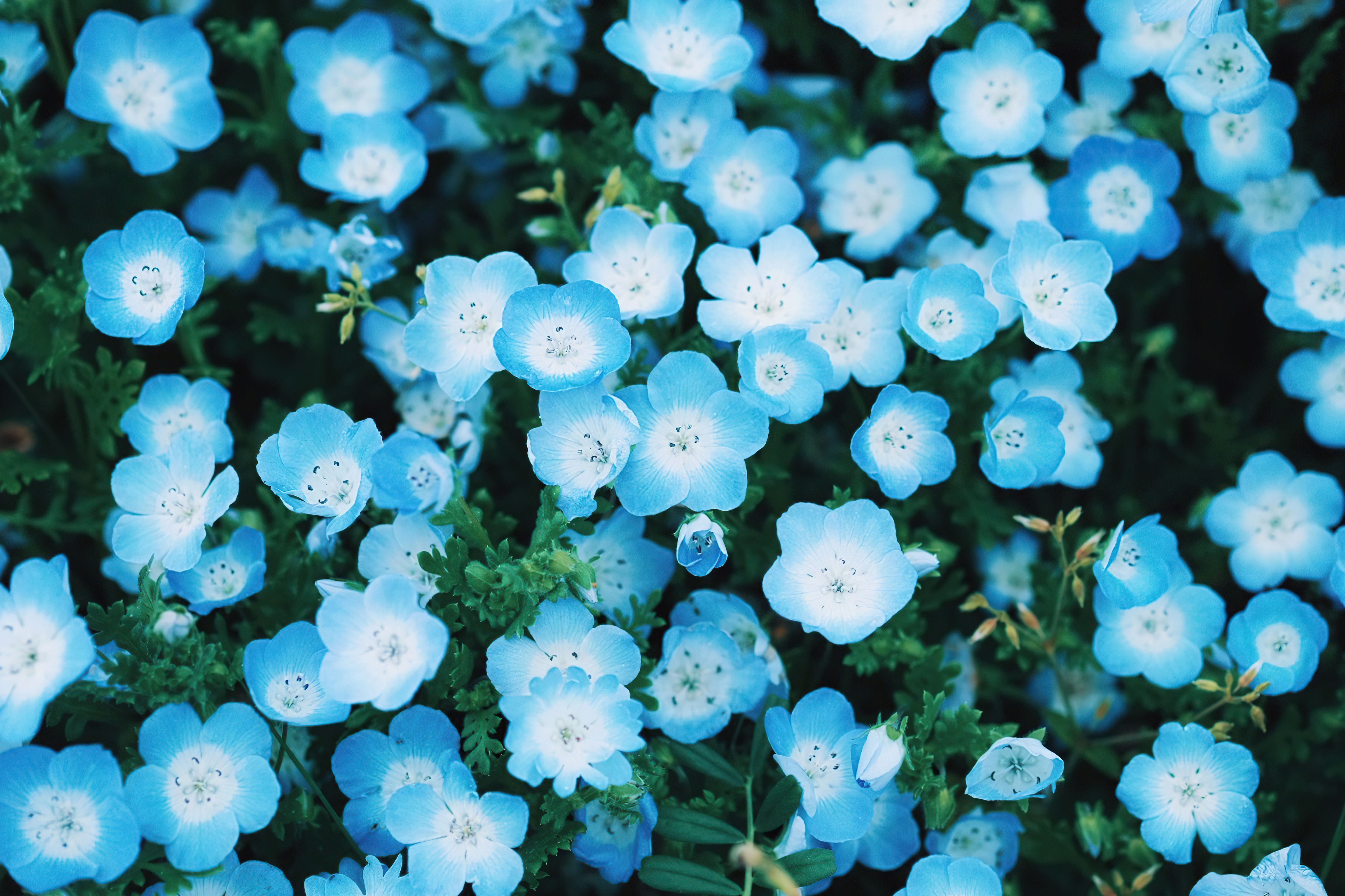 Blue flowers in a field HD Wallpaper