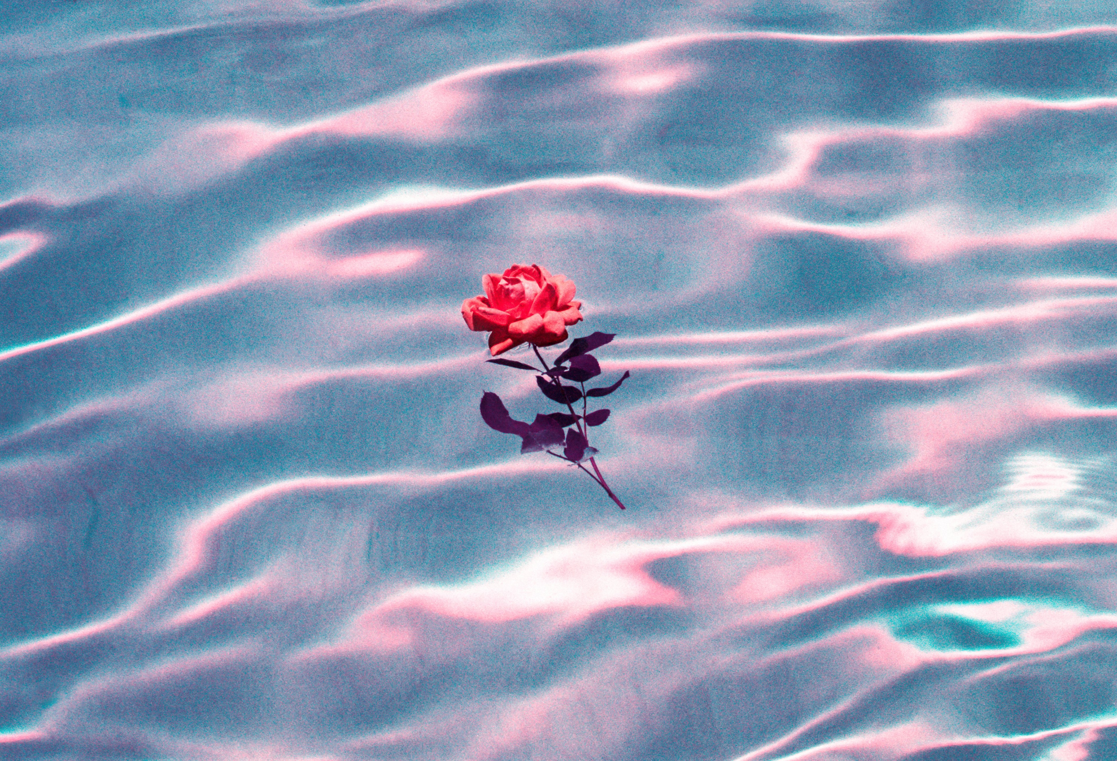 Red rose floating on water with light reflections HD Wallpaper