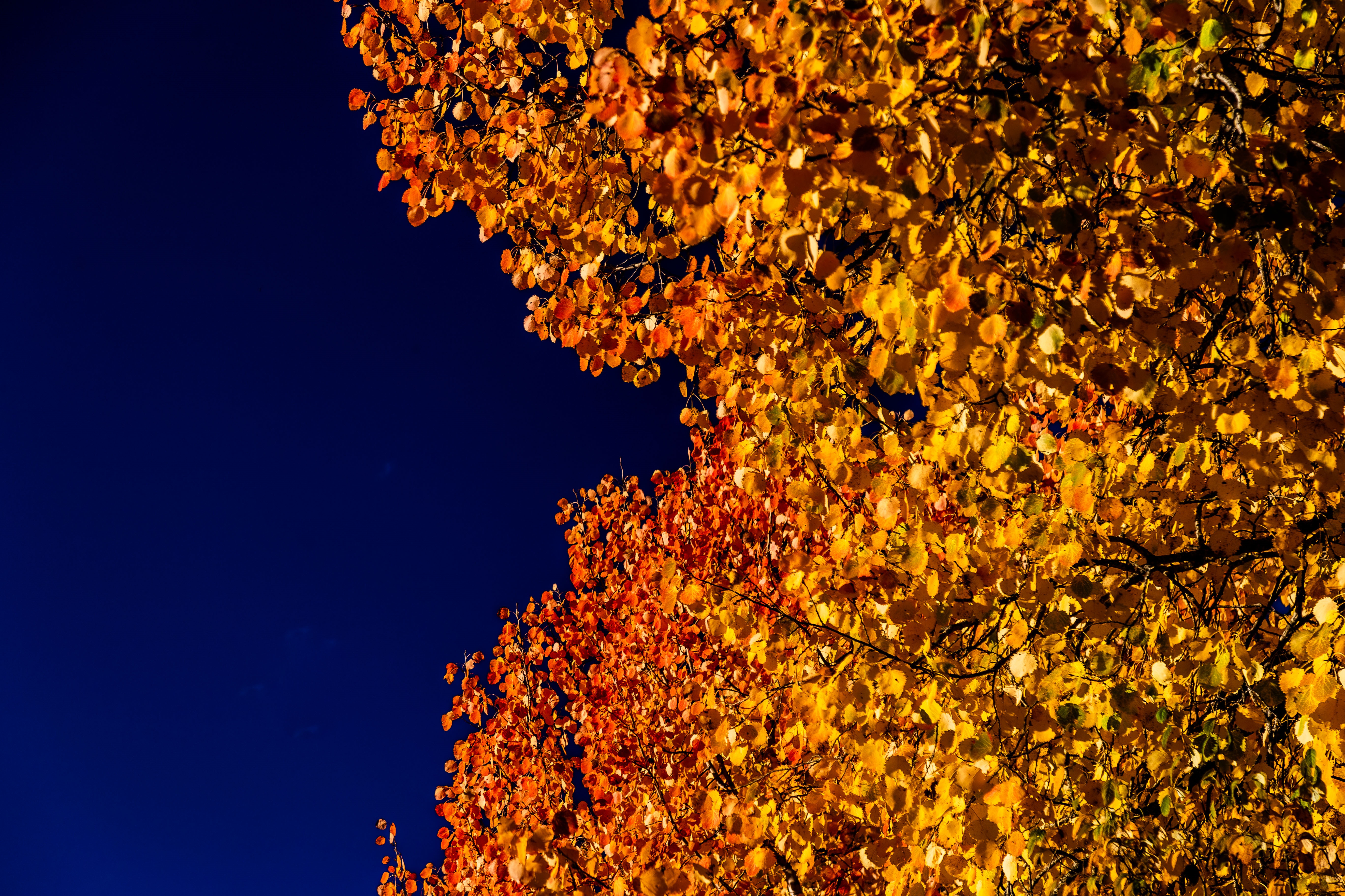Autumn leaves against a dark blue sky HD Wallpaper