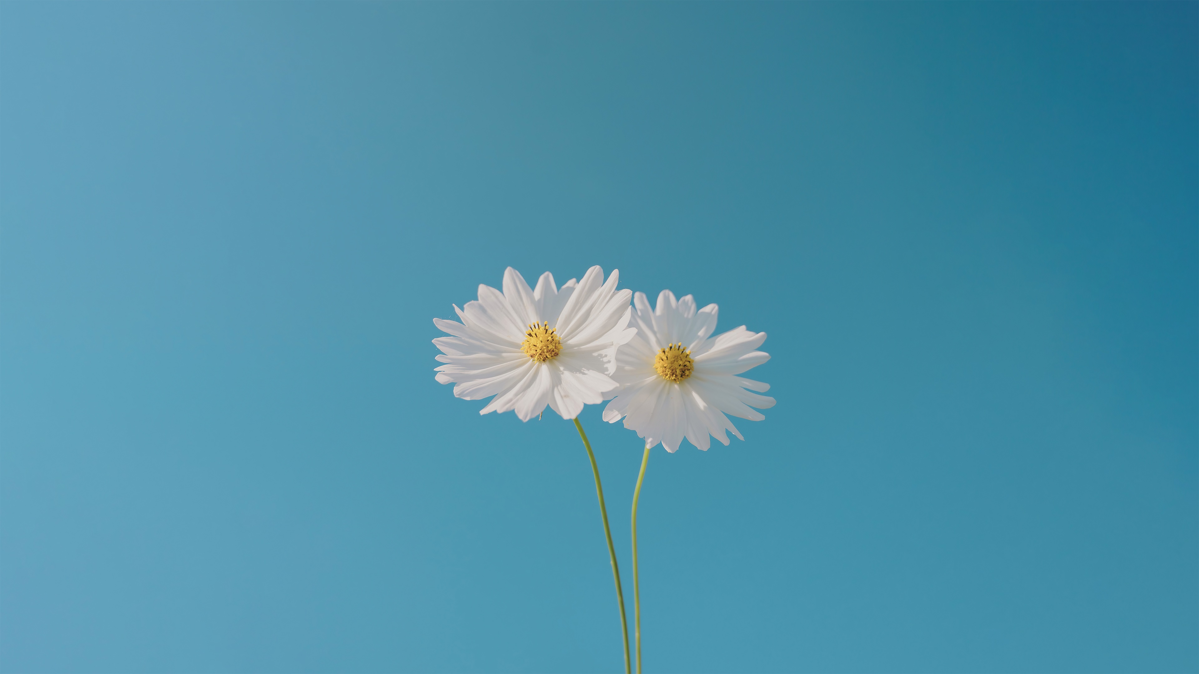Two white cosmos flowers against a blue sky HD Wallpaper