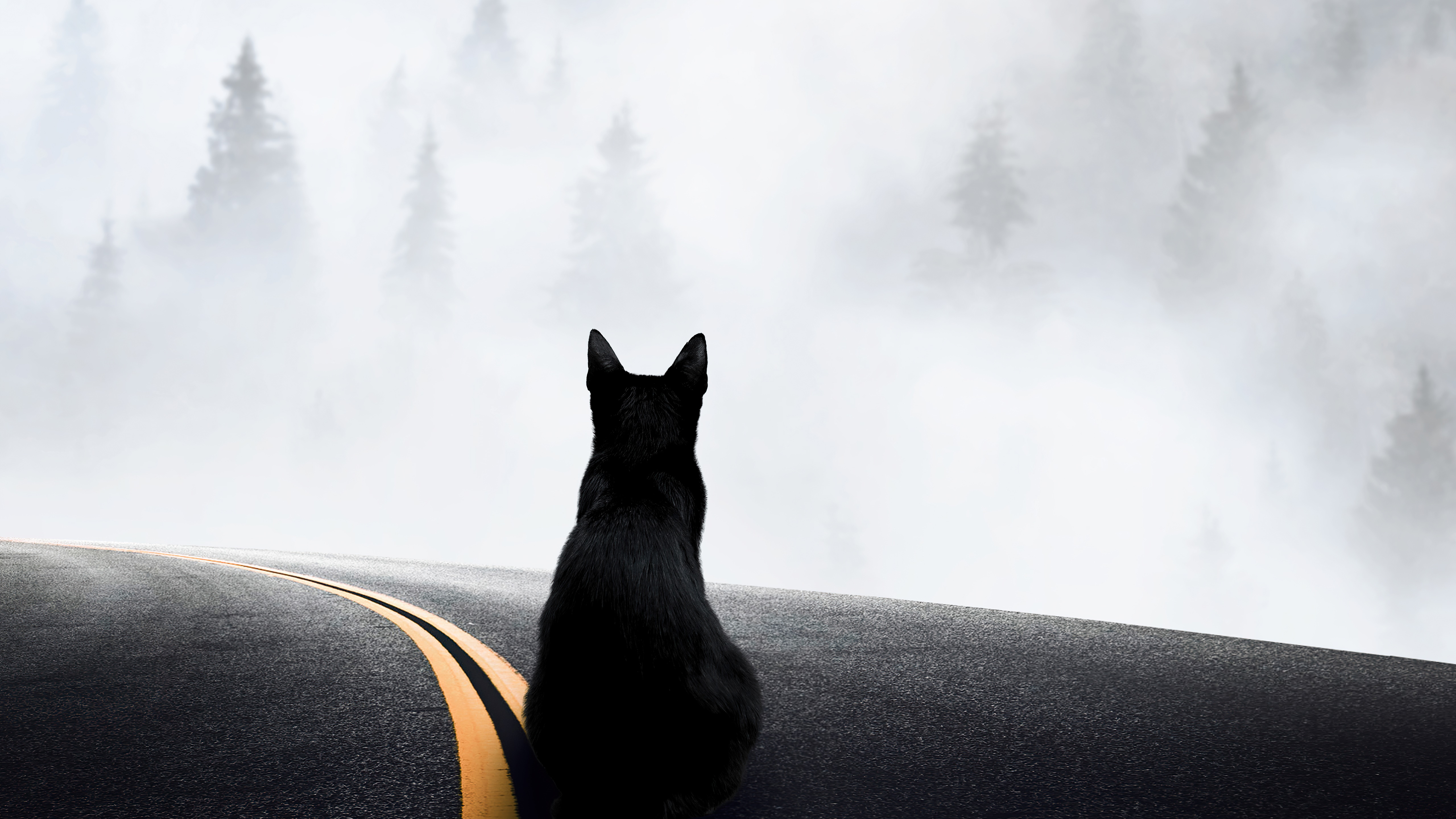 Black cat on a foggy road with trees HD Wallpaper