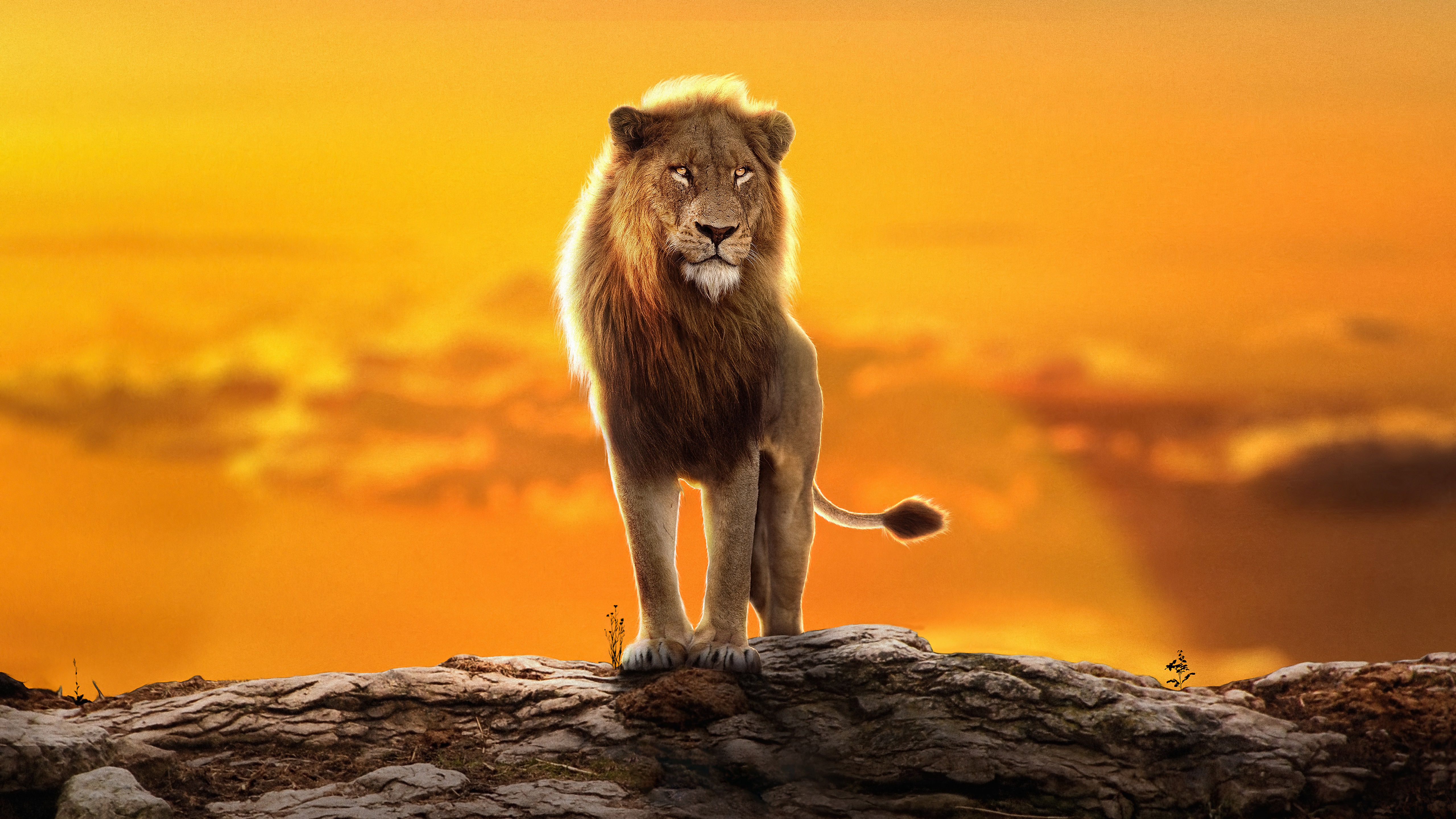 Lion standing on a rock at sunset HD Wallpaper