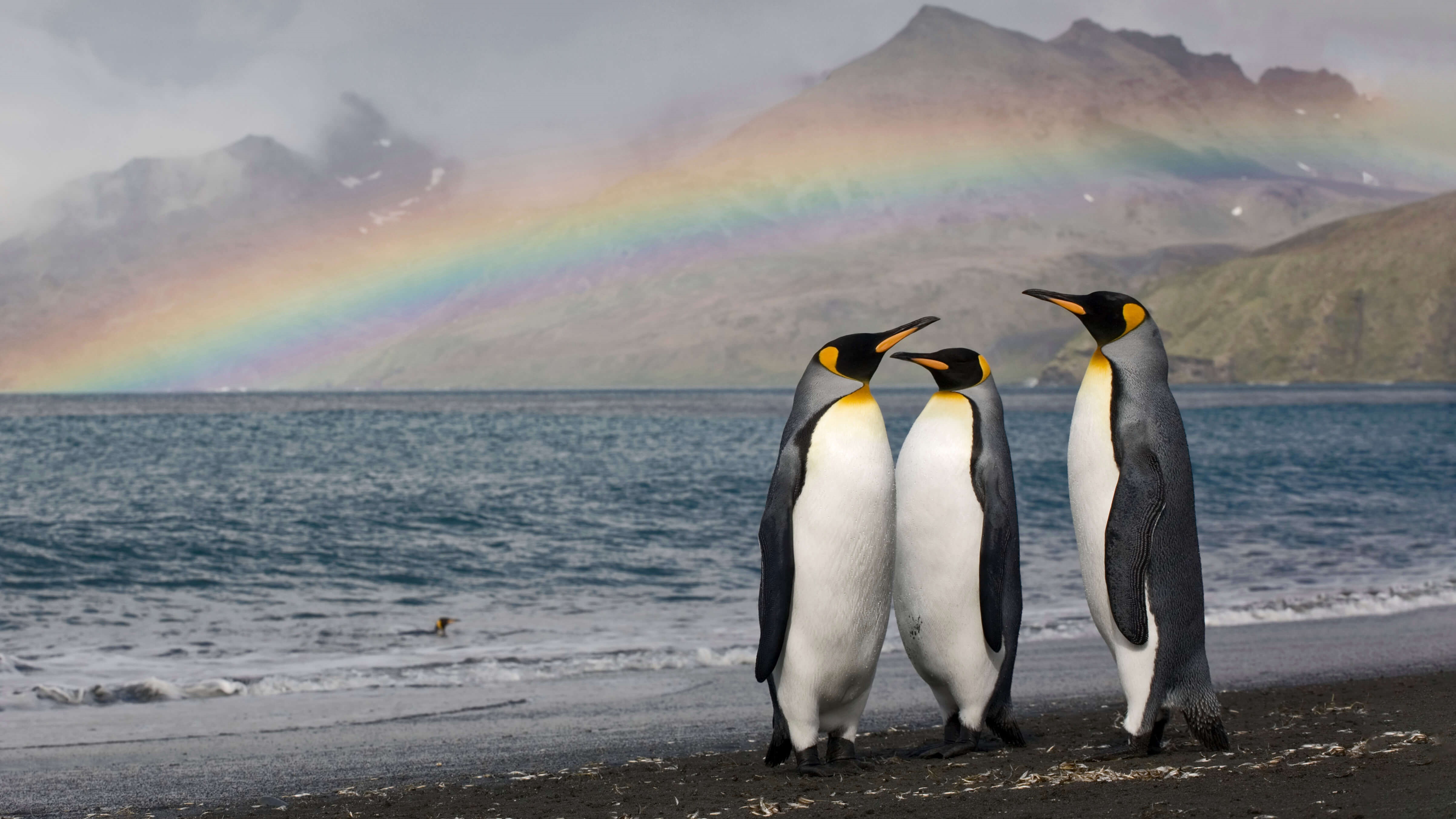 Three King Penguins on a beach with a rainbow HD Wallpaper