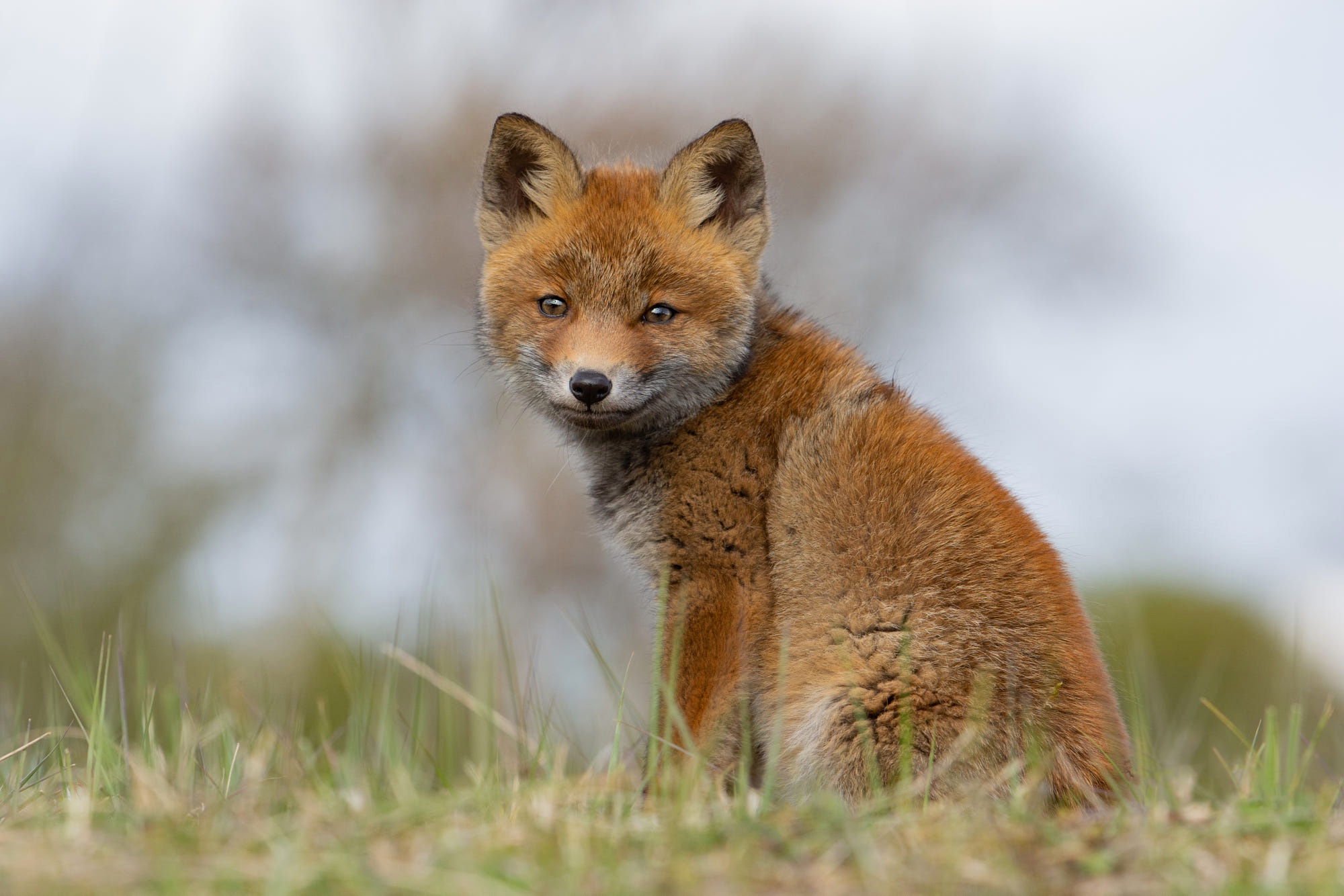 Cute Baby Fox Kit in Wildlife HD Wallpaper