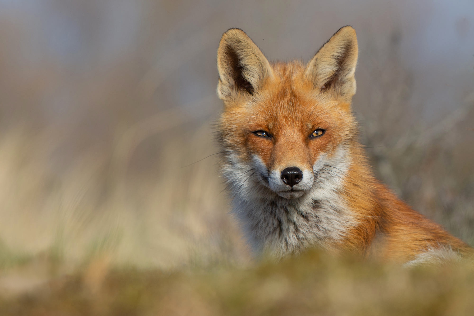 Intense Stare of a Wild Fox HD Wallpaper