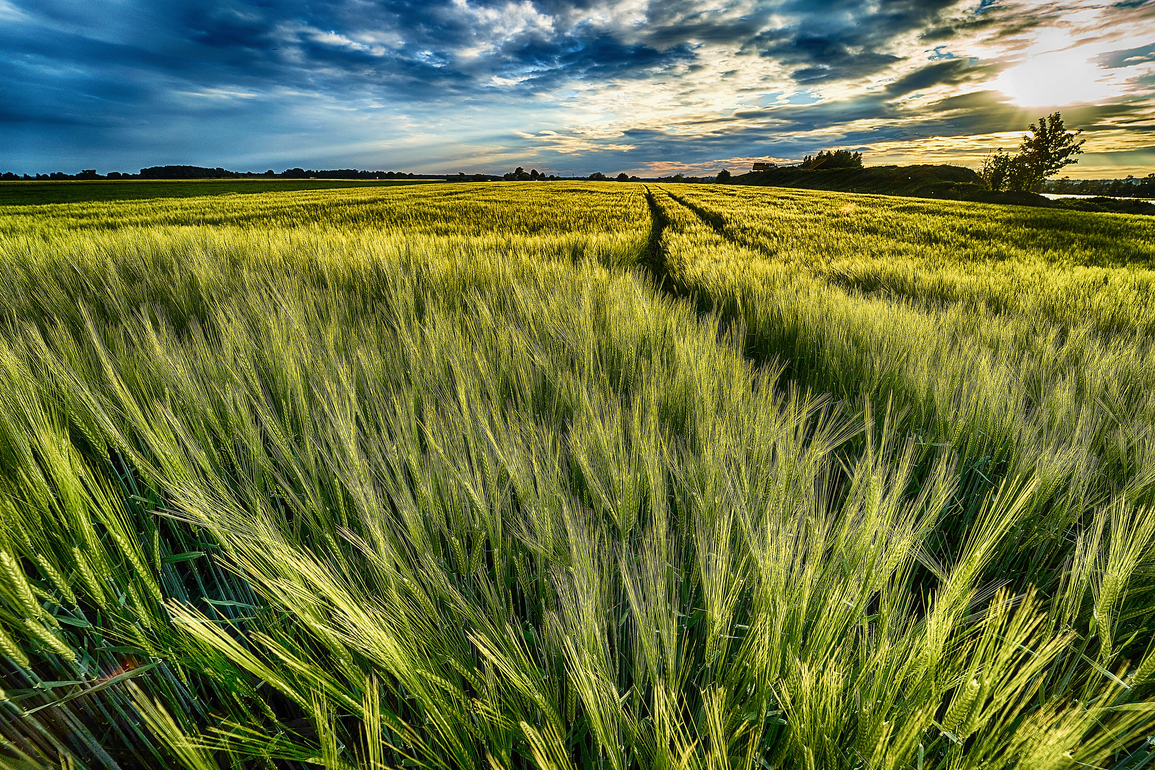 Golden light on a green wheat field at sunset HD Wallpaper