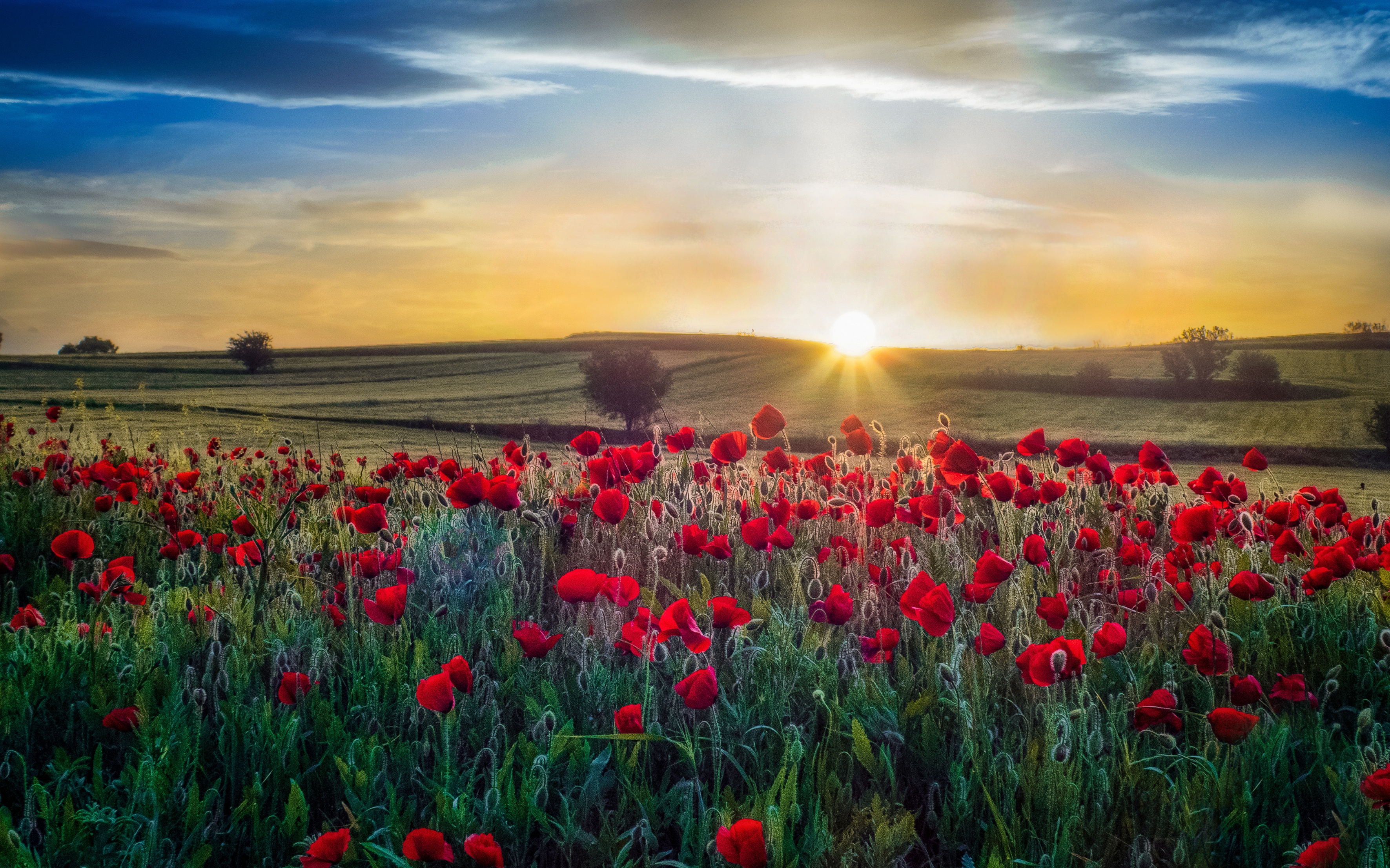 Sunrise over a Field of Red Poppies in Summer HD Wallpaper