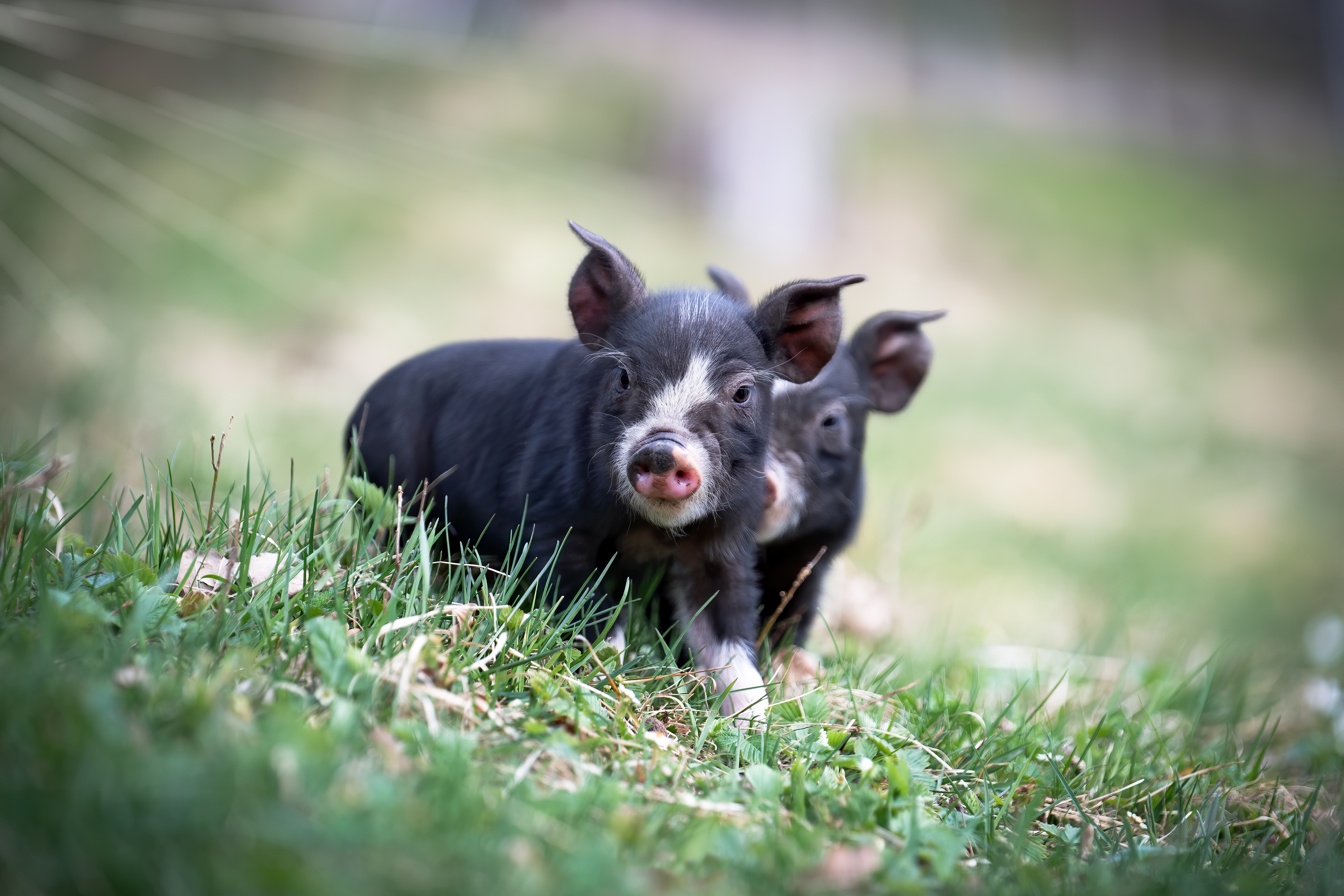 Cute black piglets playing in green grass HD Wallpaper