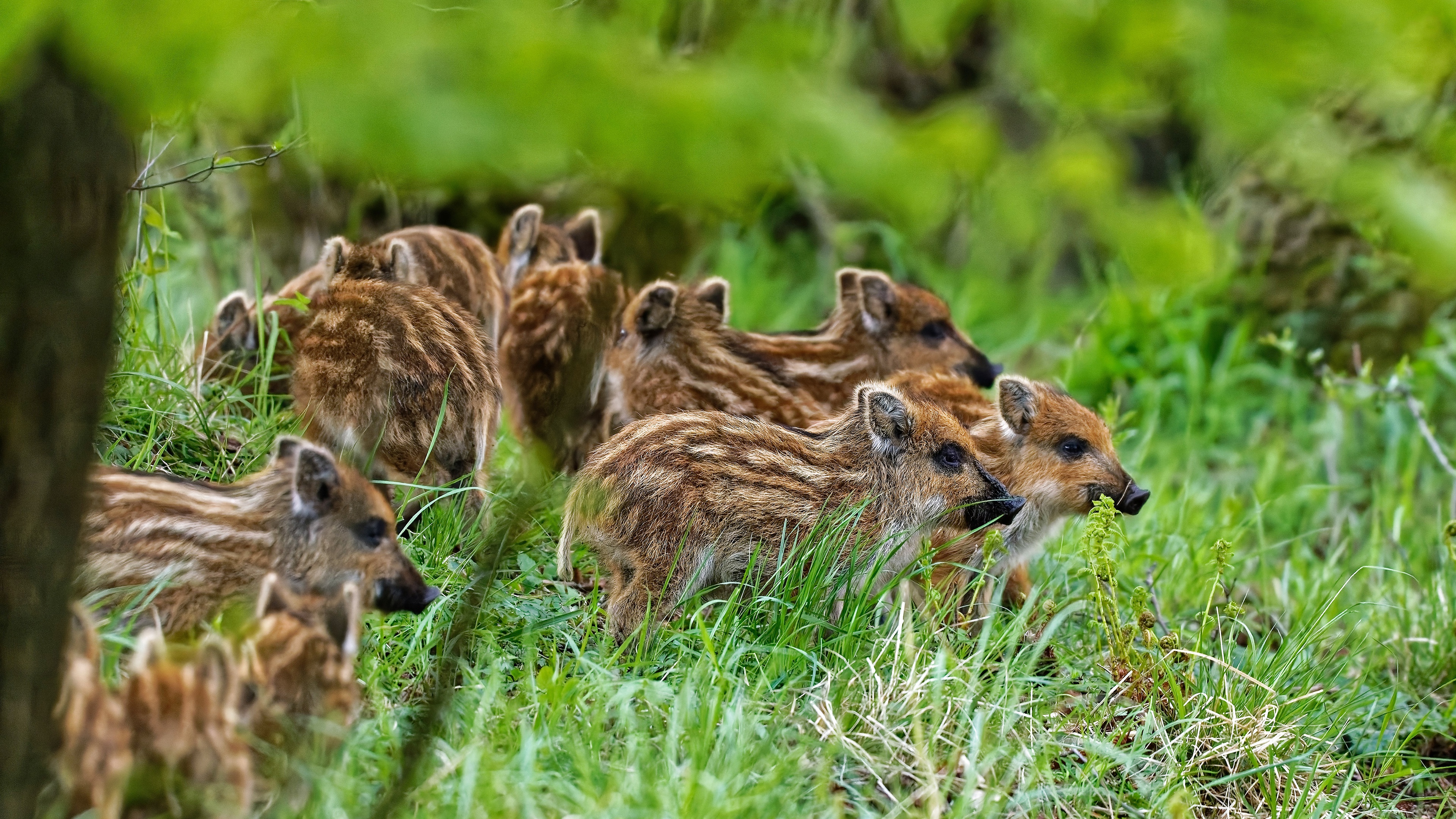 Striped Wild Boar Piglets in Green Grass HD Wallpaper