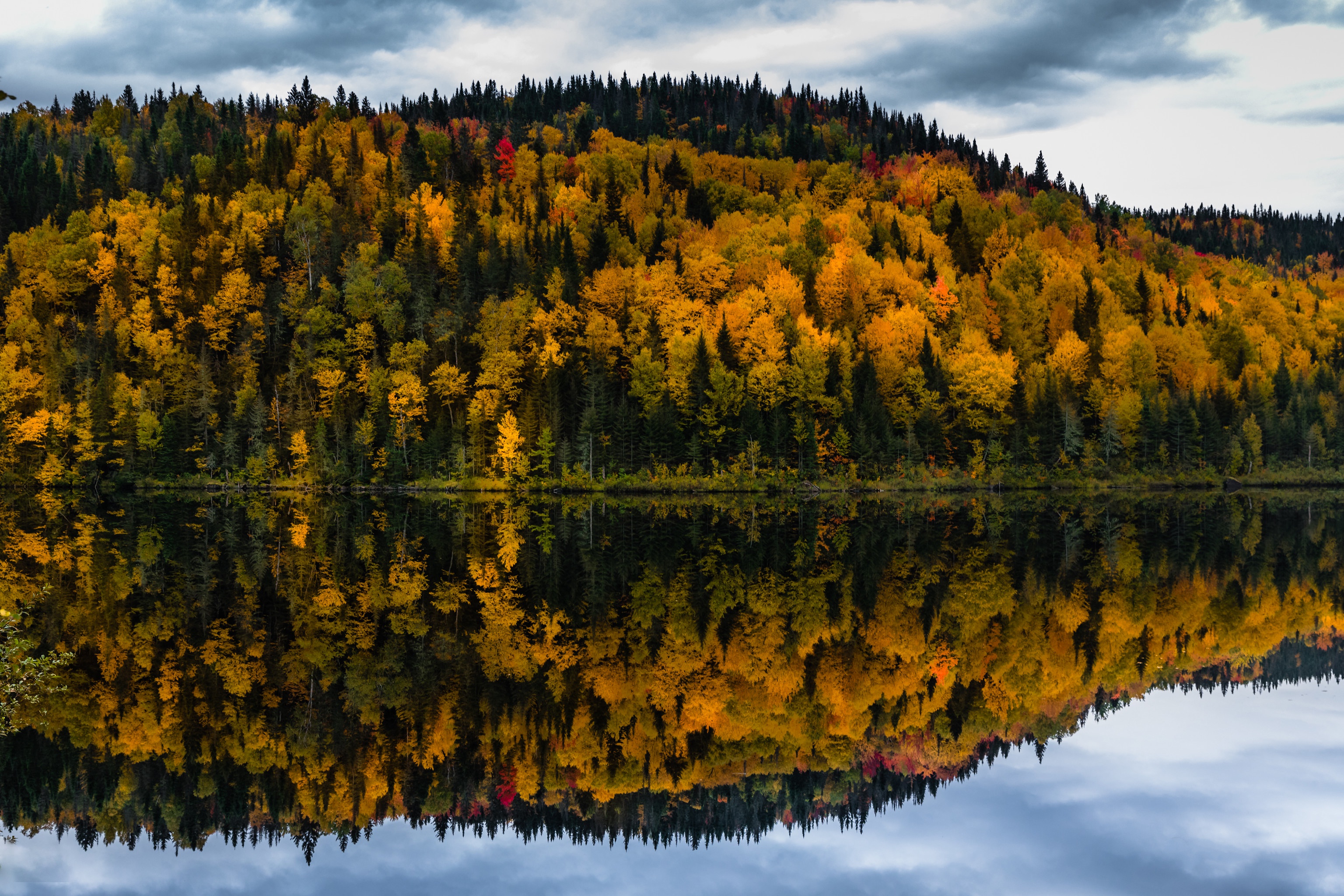 Vibrant Fall Forest Reflection on a Lake HD Wallpaper