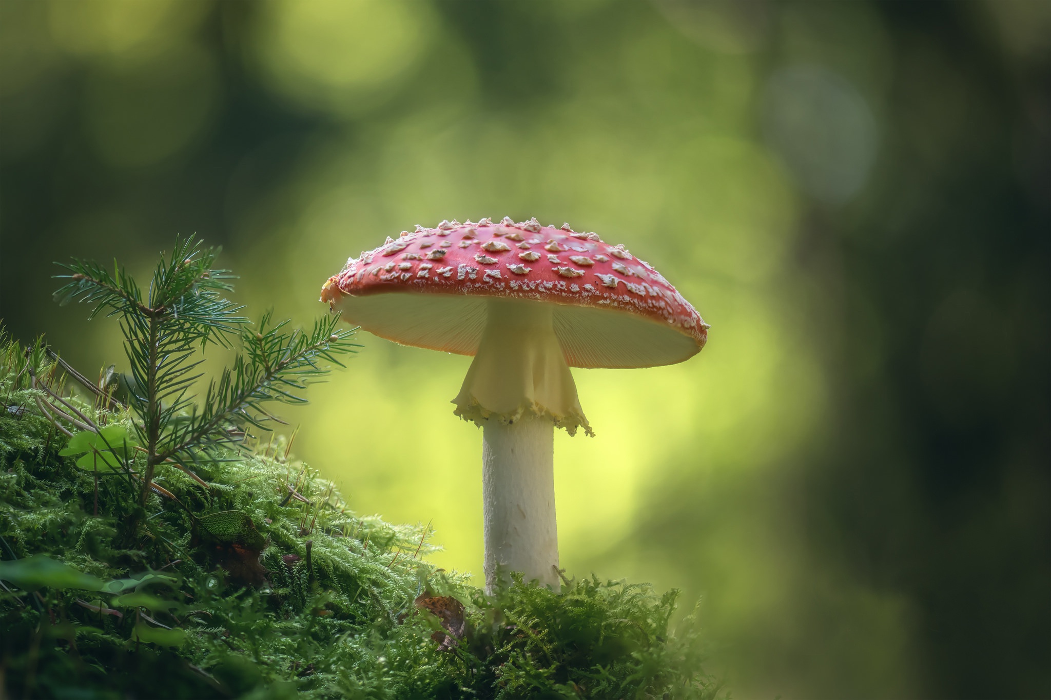 Fly agaric mushroom on moss, macro HD Wallpaper