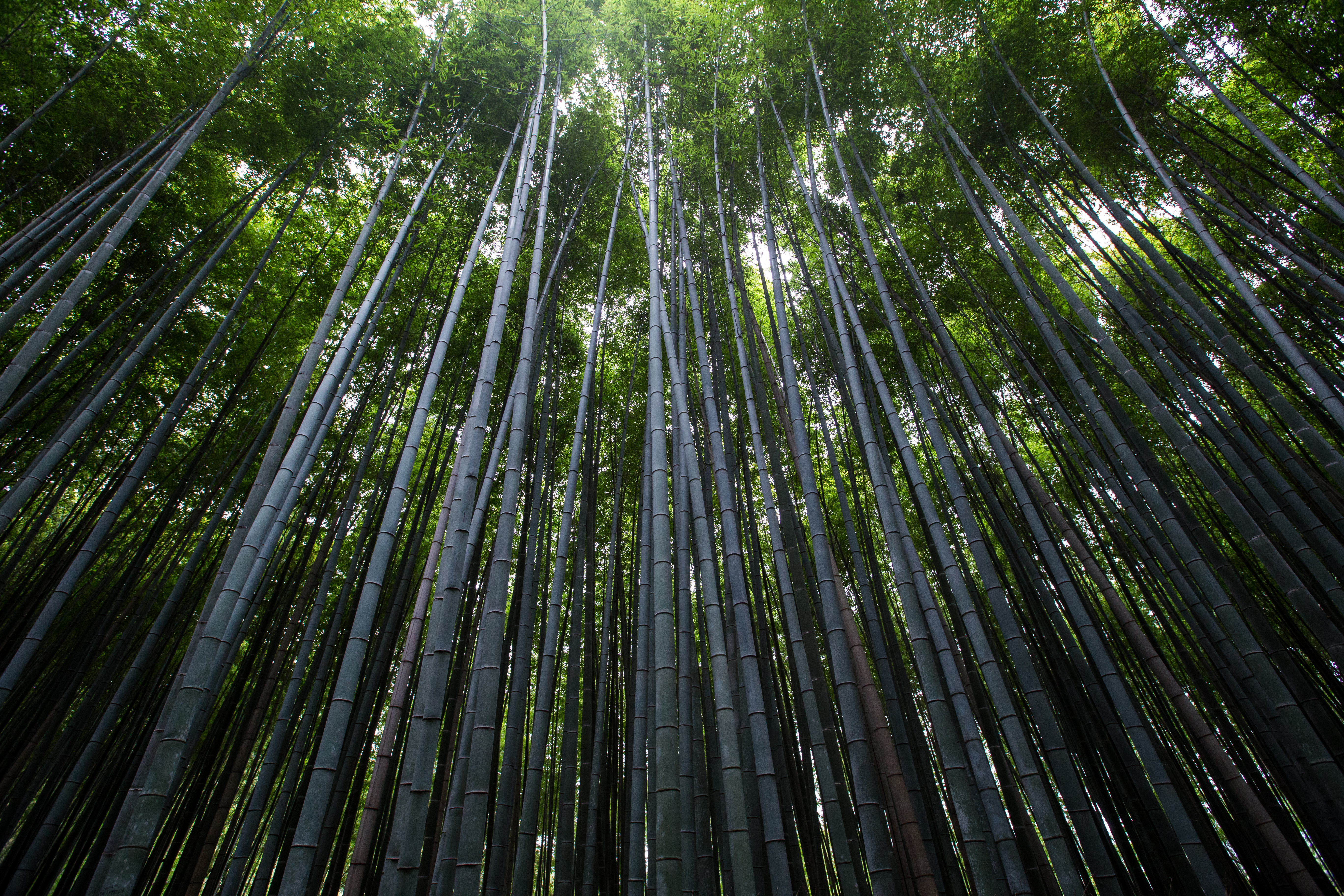 Looking Up Through a Bamboo Forest HD Wallpaper
