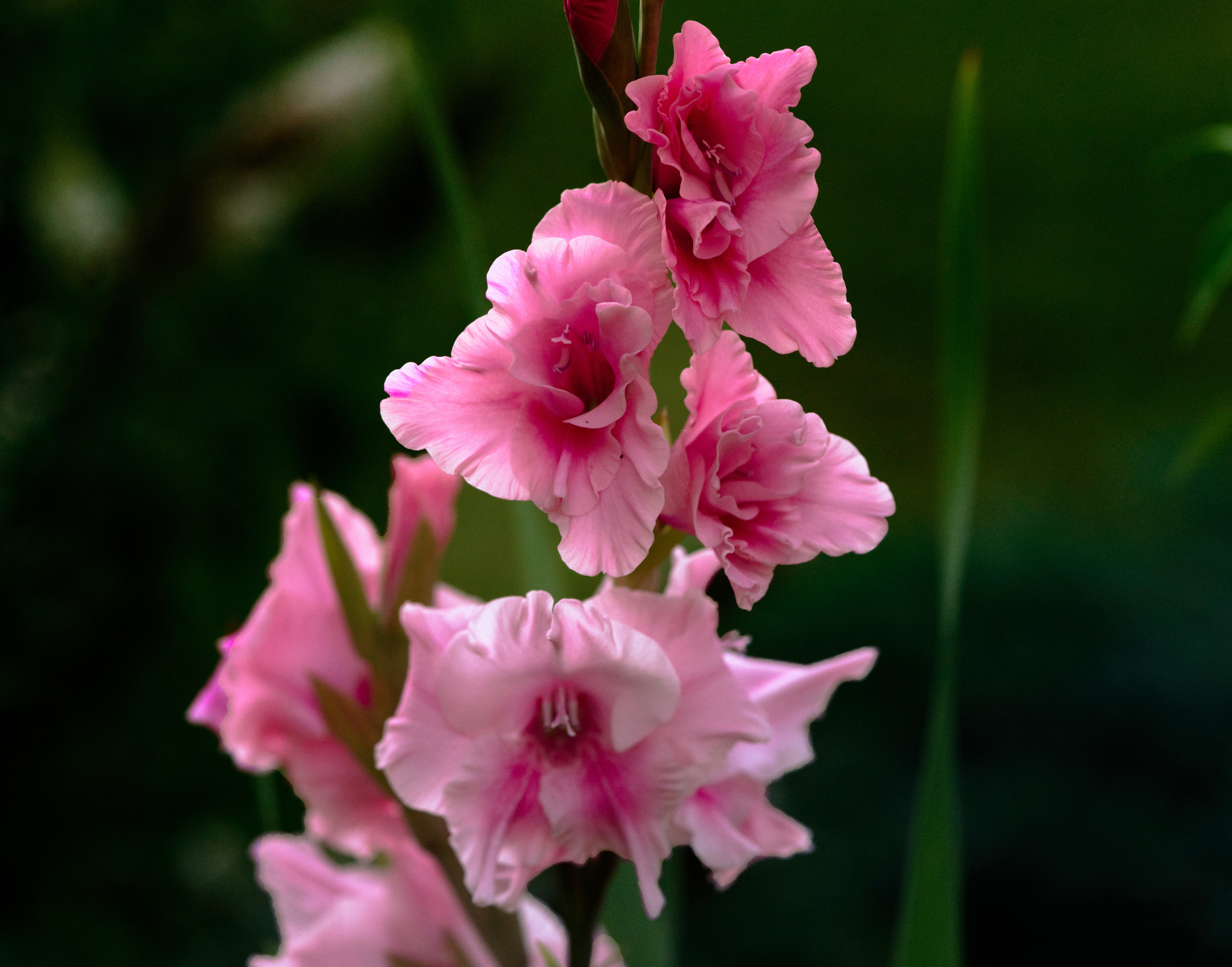 Pink Gladiolus Flowers HD Wallpaper
