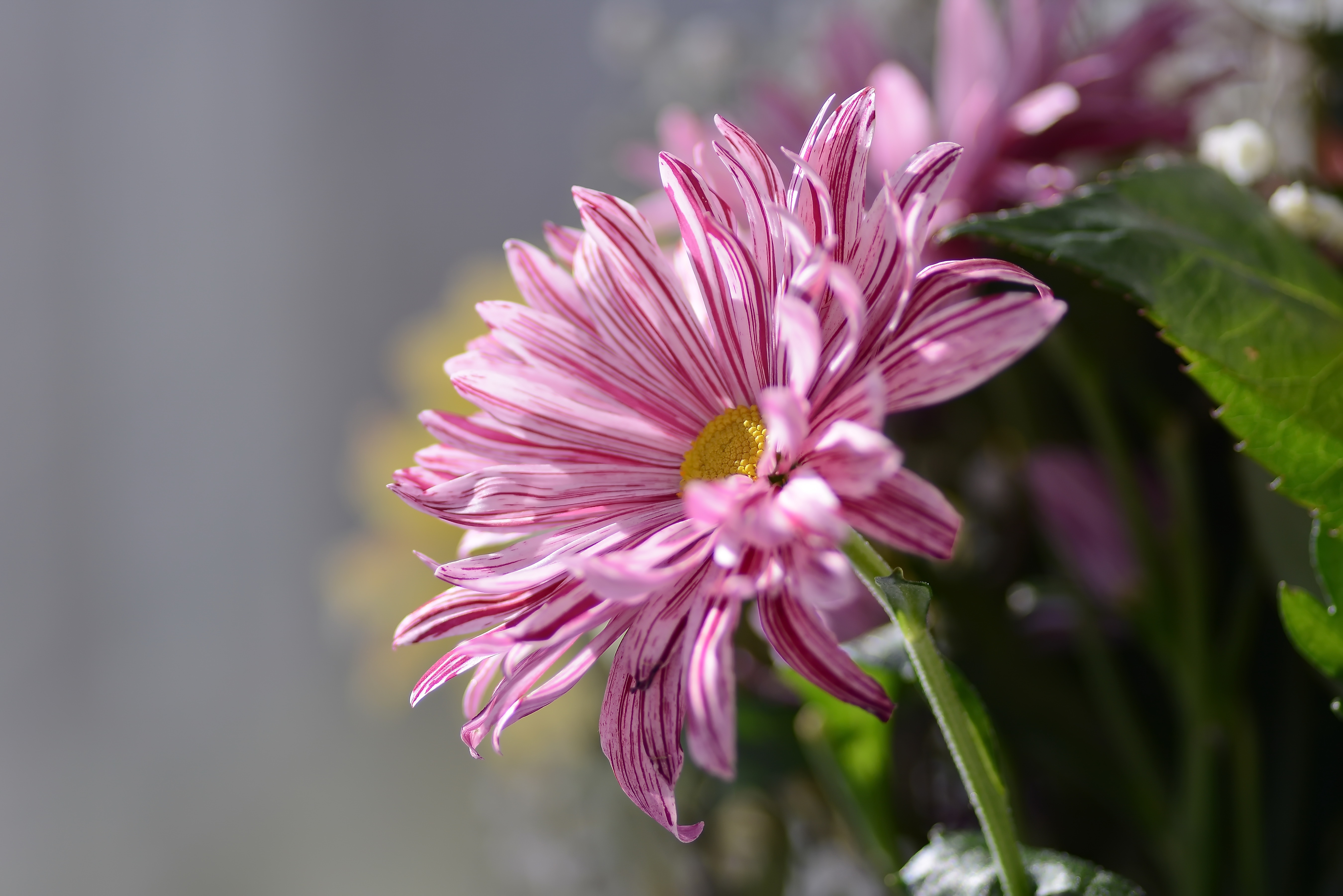 4K Macro of a pink striped flower HD Wallpaper