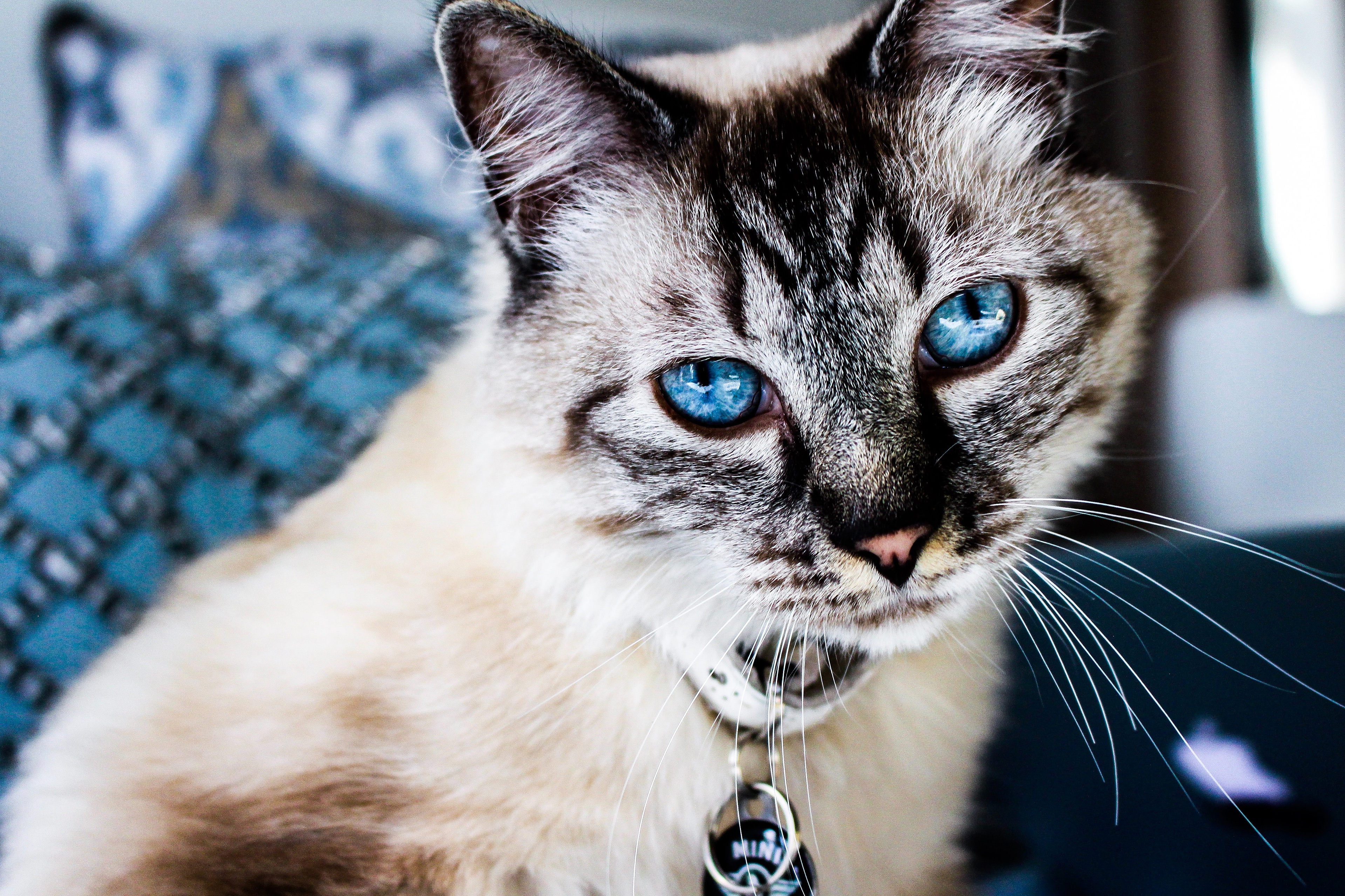 Stunning blue-eyed cat with piercing stare HD Wallpaper