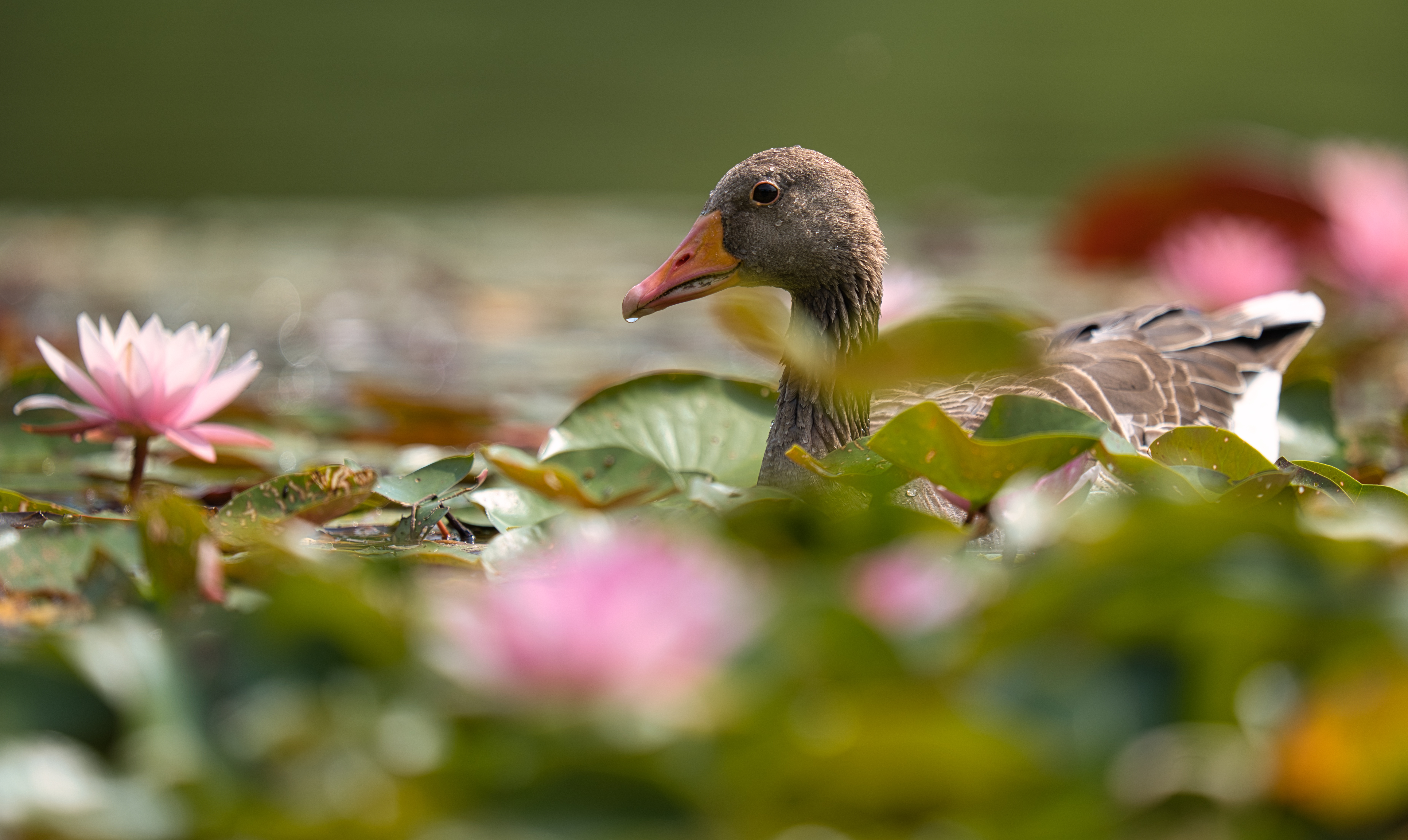 Goose swimming among pink water lilies HD Wallpaper