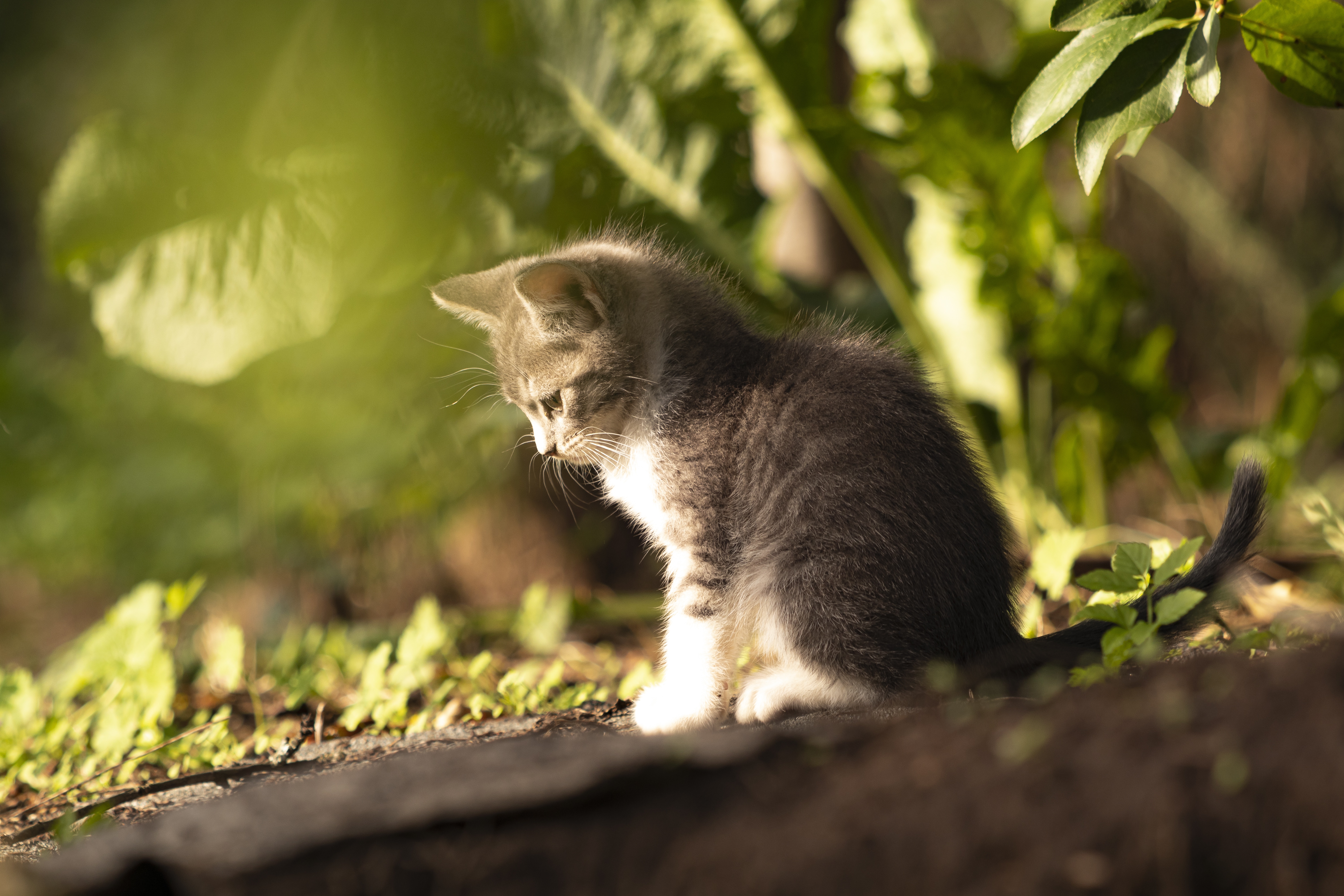 Adorable kitten exploring the green outdoors HD Wallpaper