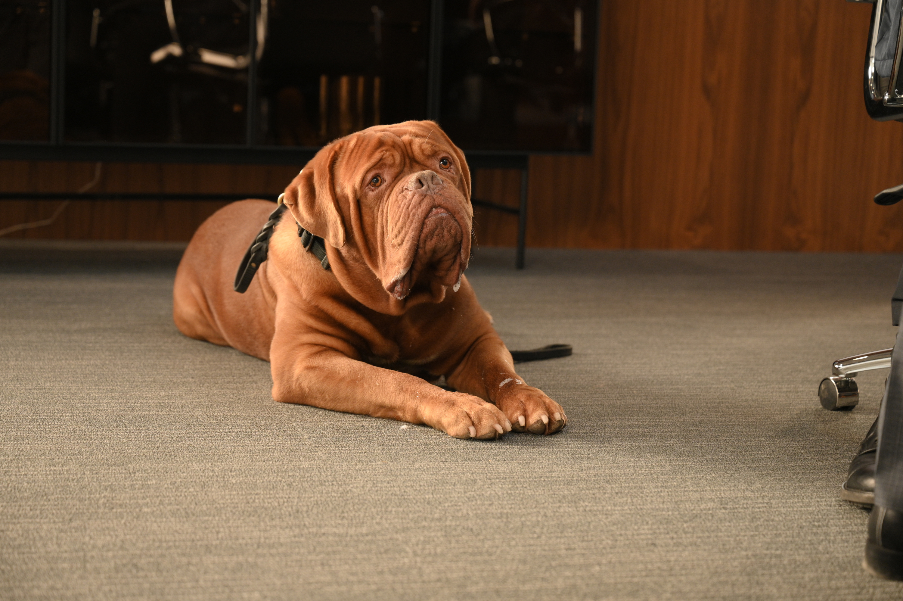 Dogue de Bordeaux dog from Turner and Hooch HD Wallpaper