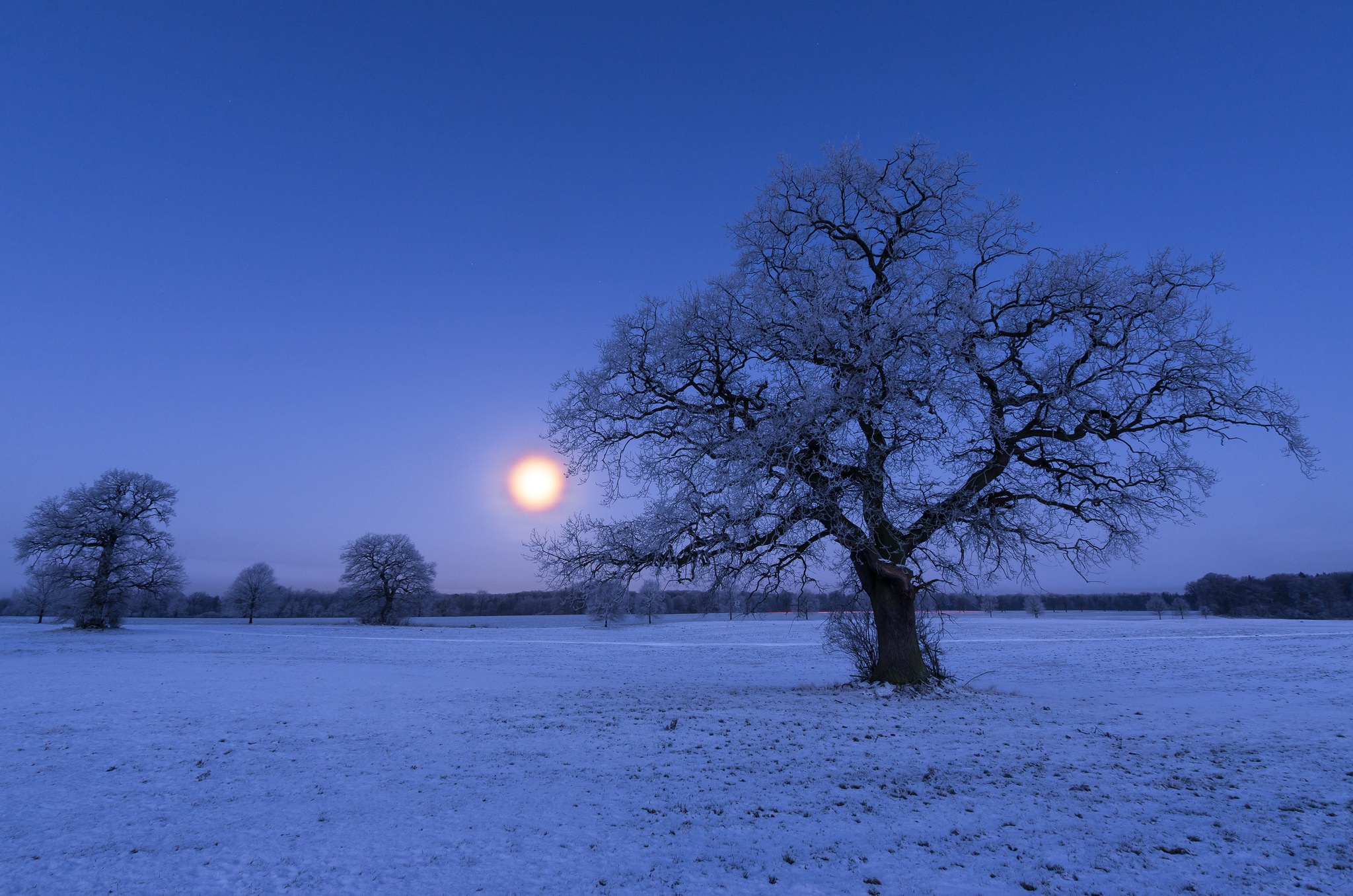 Frosted Winter Trees and Glowing Sun HD Wallpaper