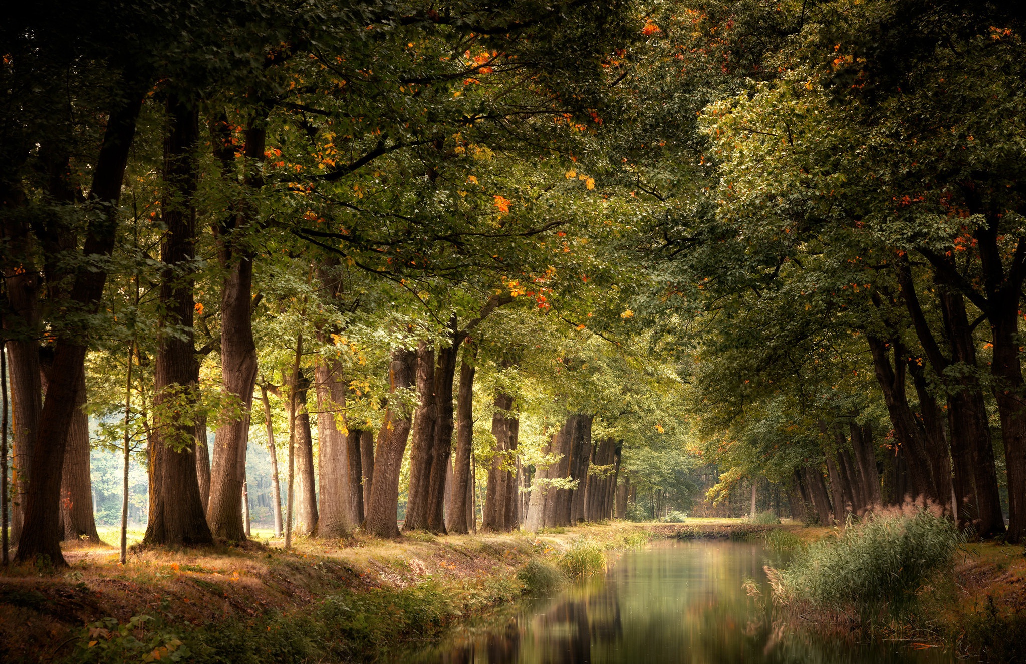 Sunlit forest stream with tall trees HD Wallpaper