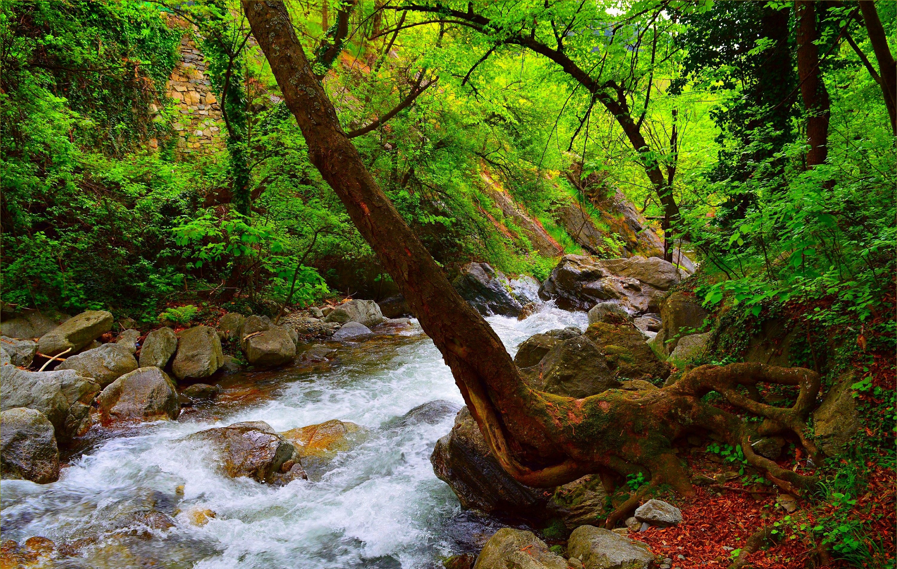 Rushing River in a Verdant Forest HD Wallpaper