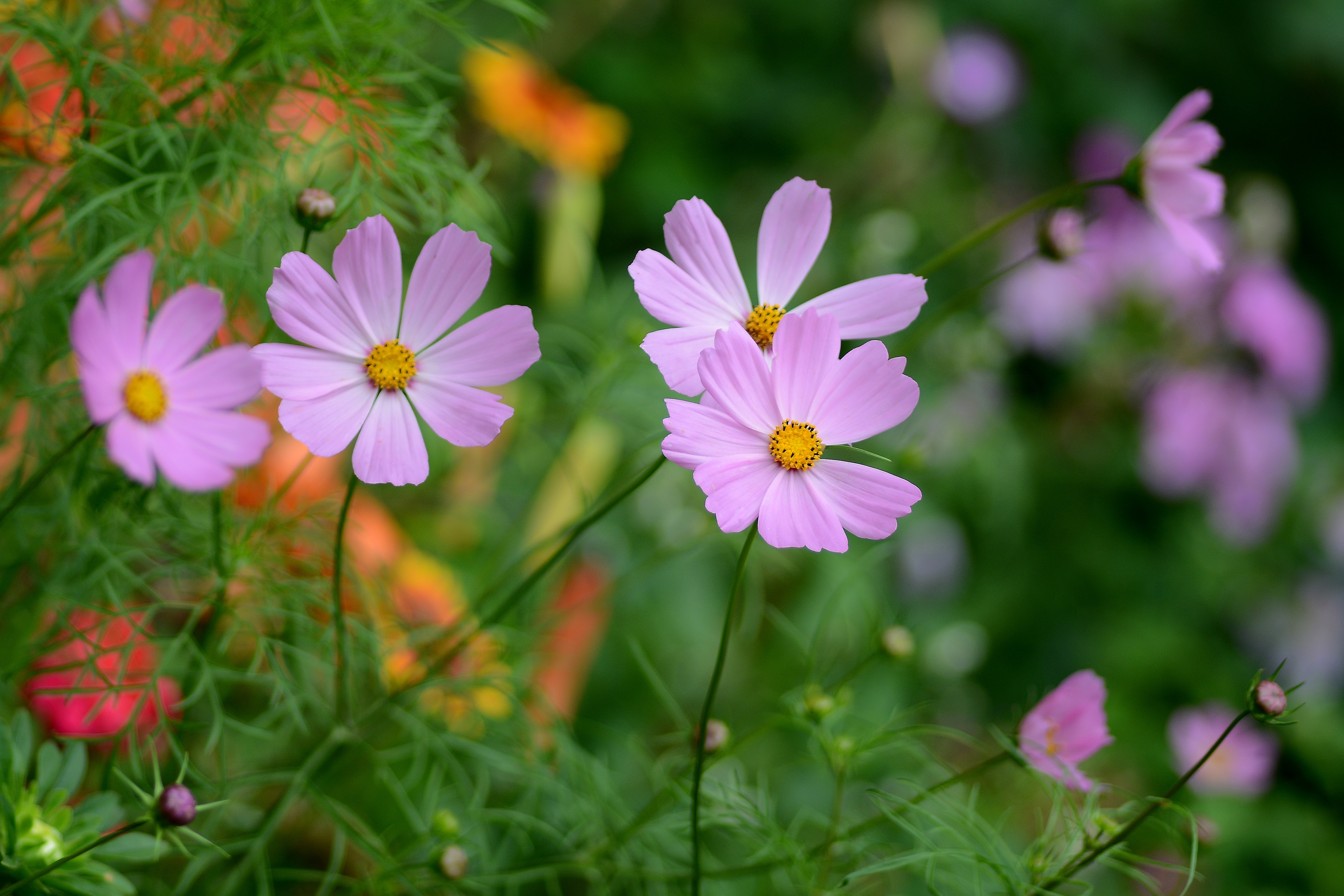 Vibrant Pink Cosmos Flowers HD Wallpaper