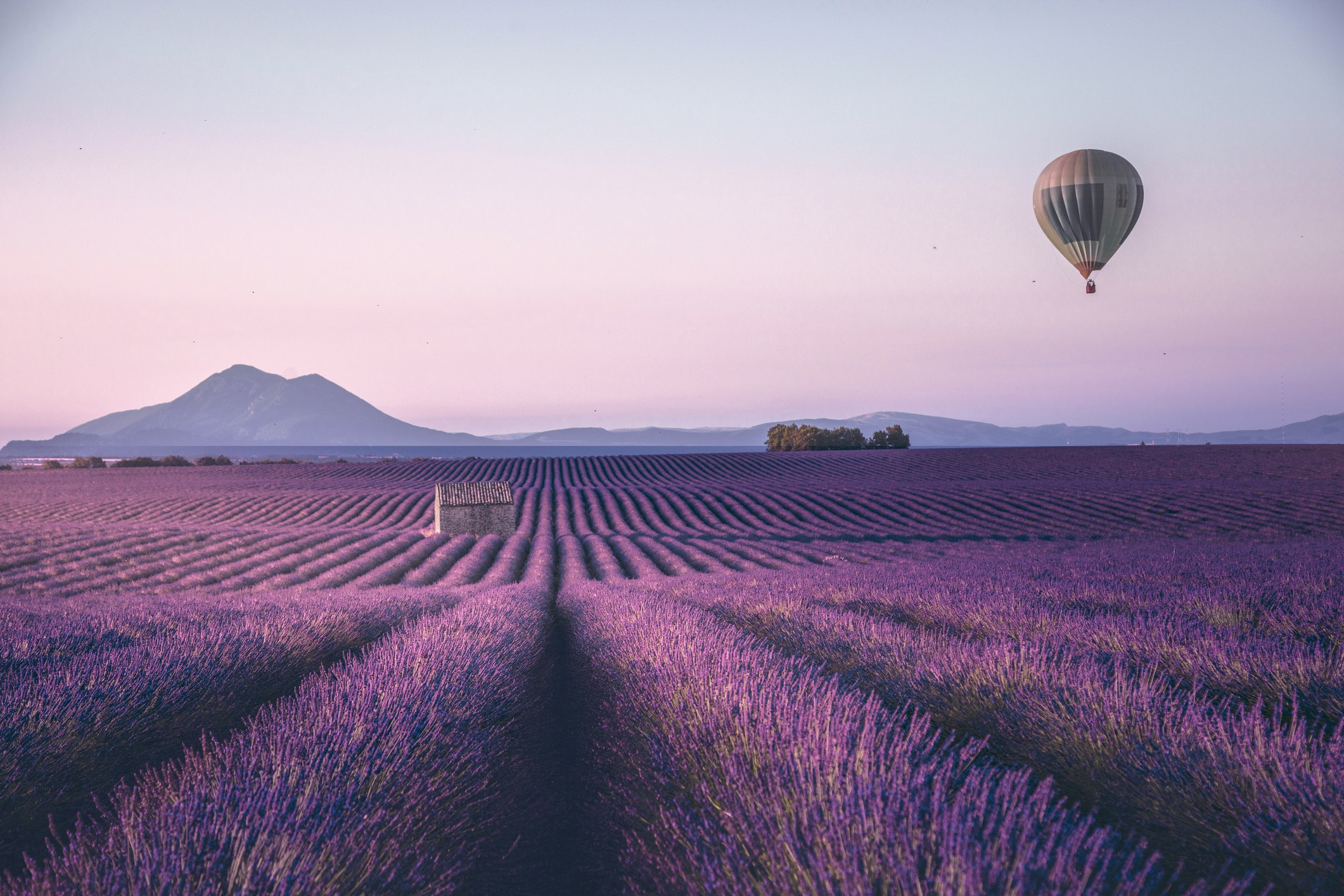 Lavender Field with Hot Air Balloon at Sunset HD Wallpaper