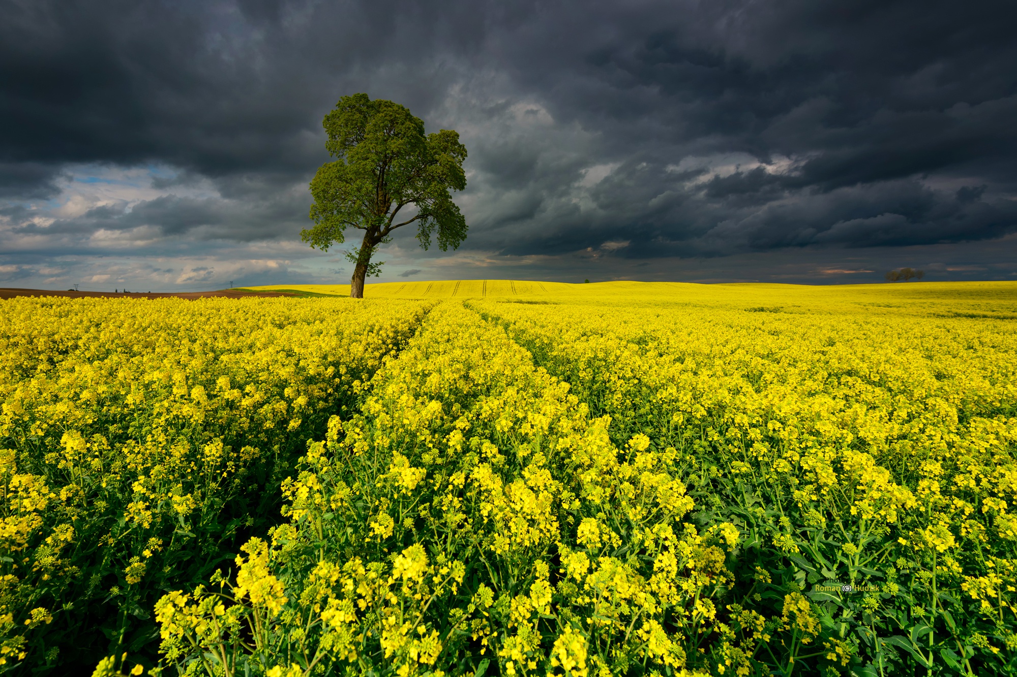 Yellow Rapeseed Field and Lone Tree under Stormy Sky HD Wallpaper