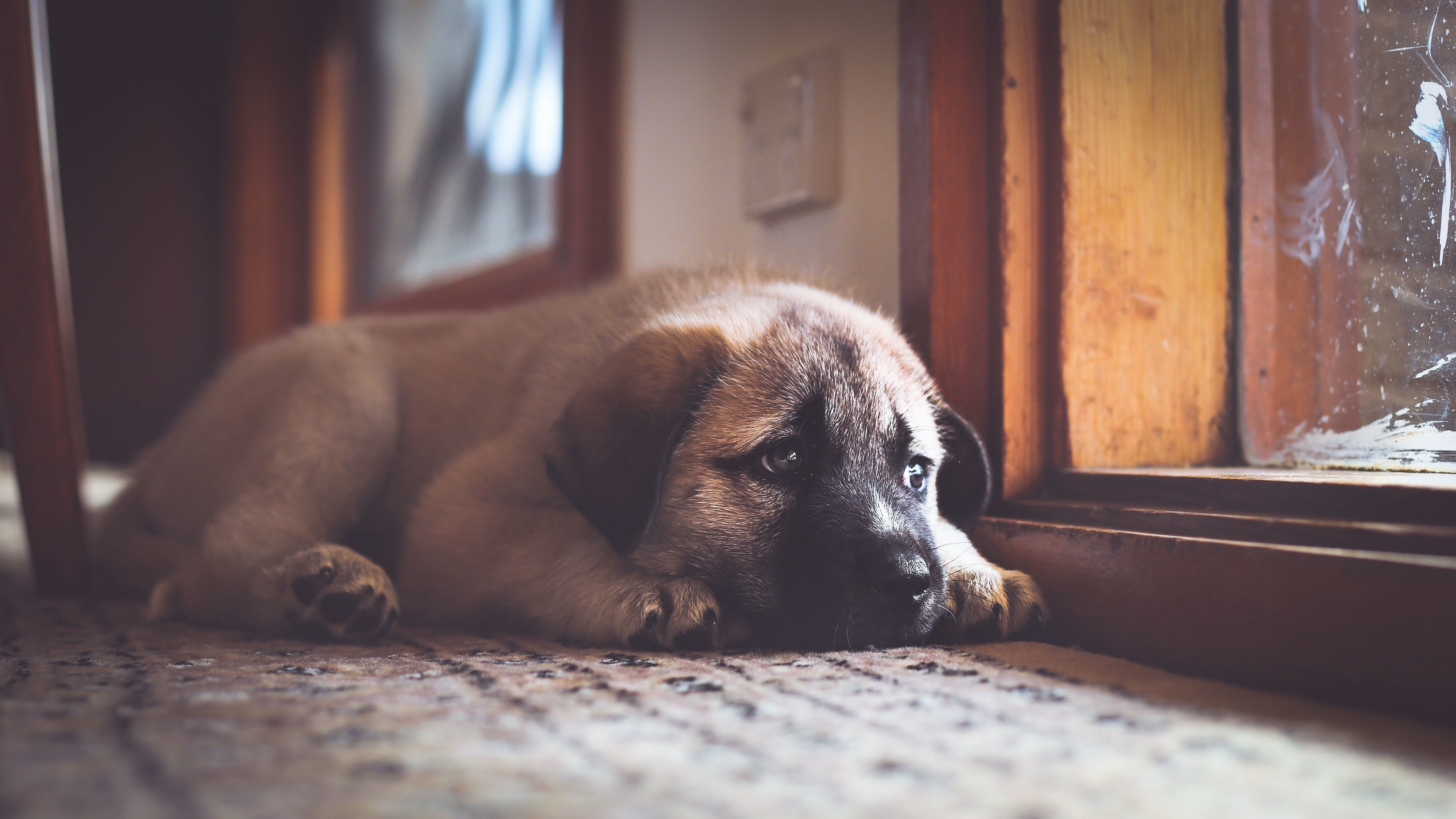 Sad puppy resting by the window HD Wallpaper
