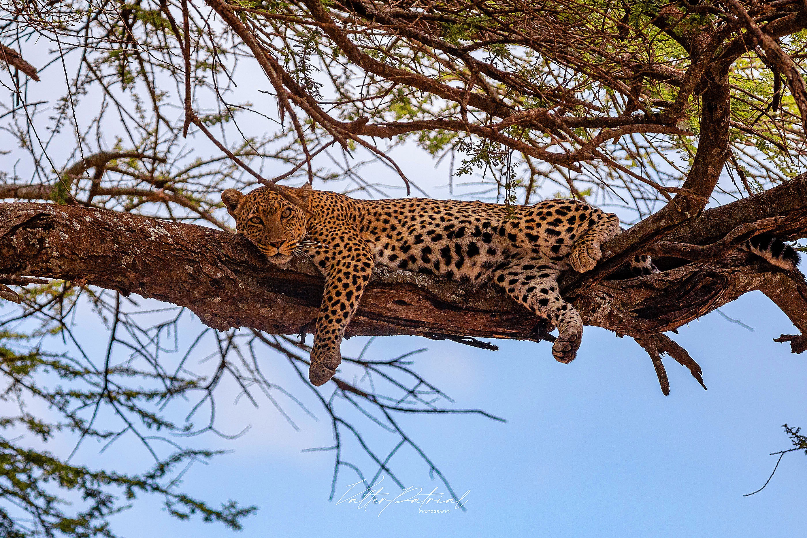 Big Cat Leopard resting on a tree branch HD Wallpaper