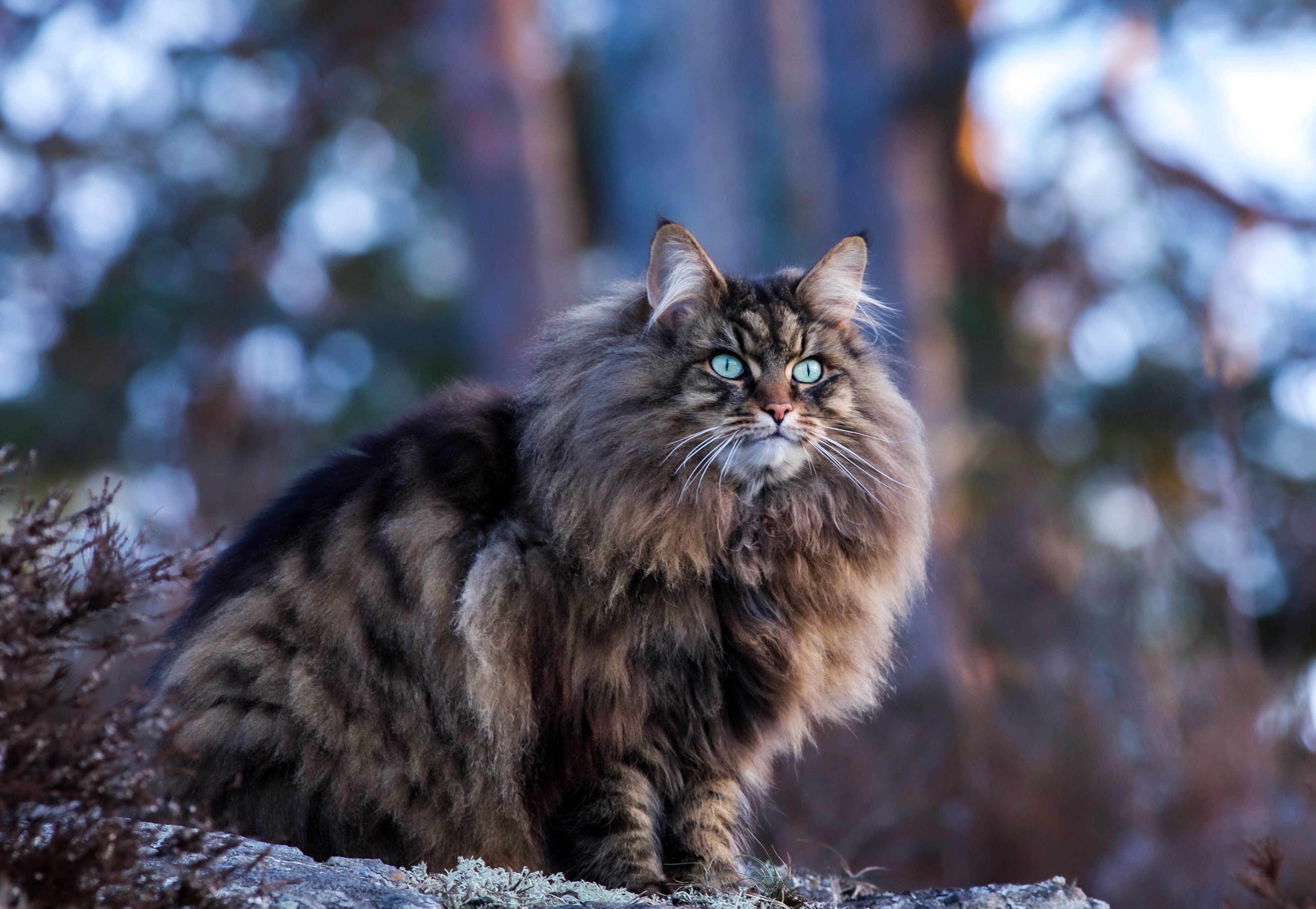 Majestic Cat with Blue Eyes in 4K HD Wallpaper