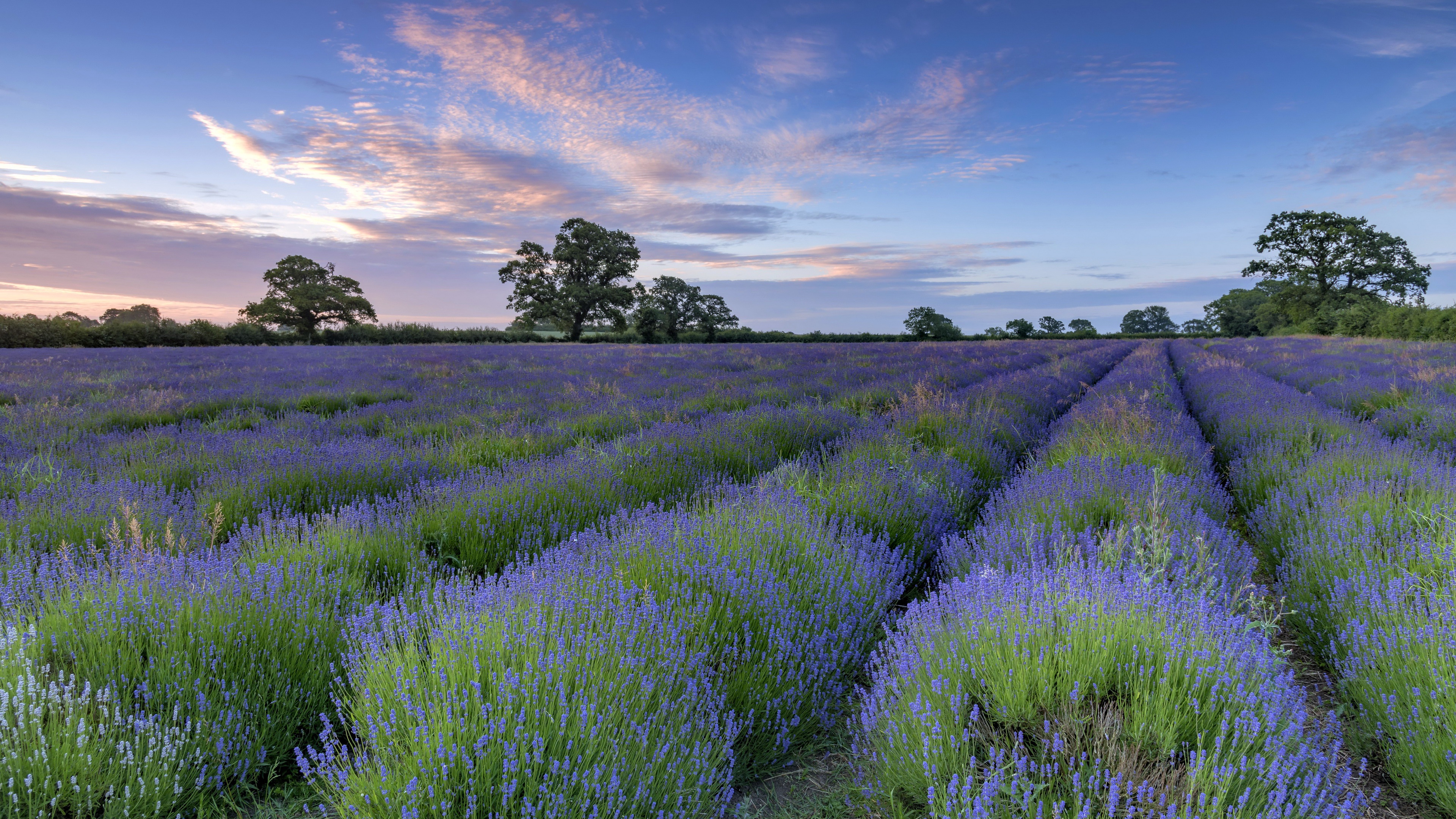 Beautiful Lavender Field at Sunset HD Wallpaper