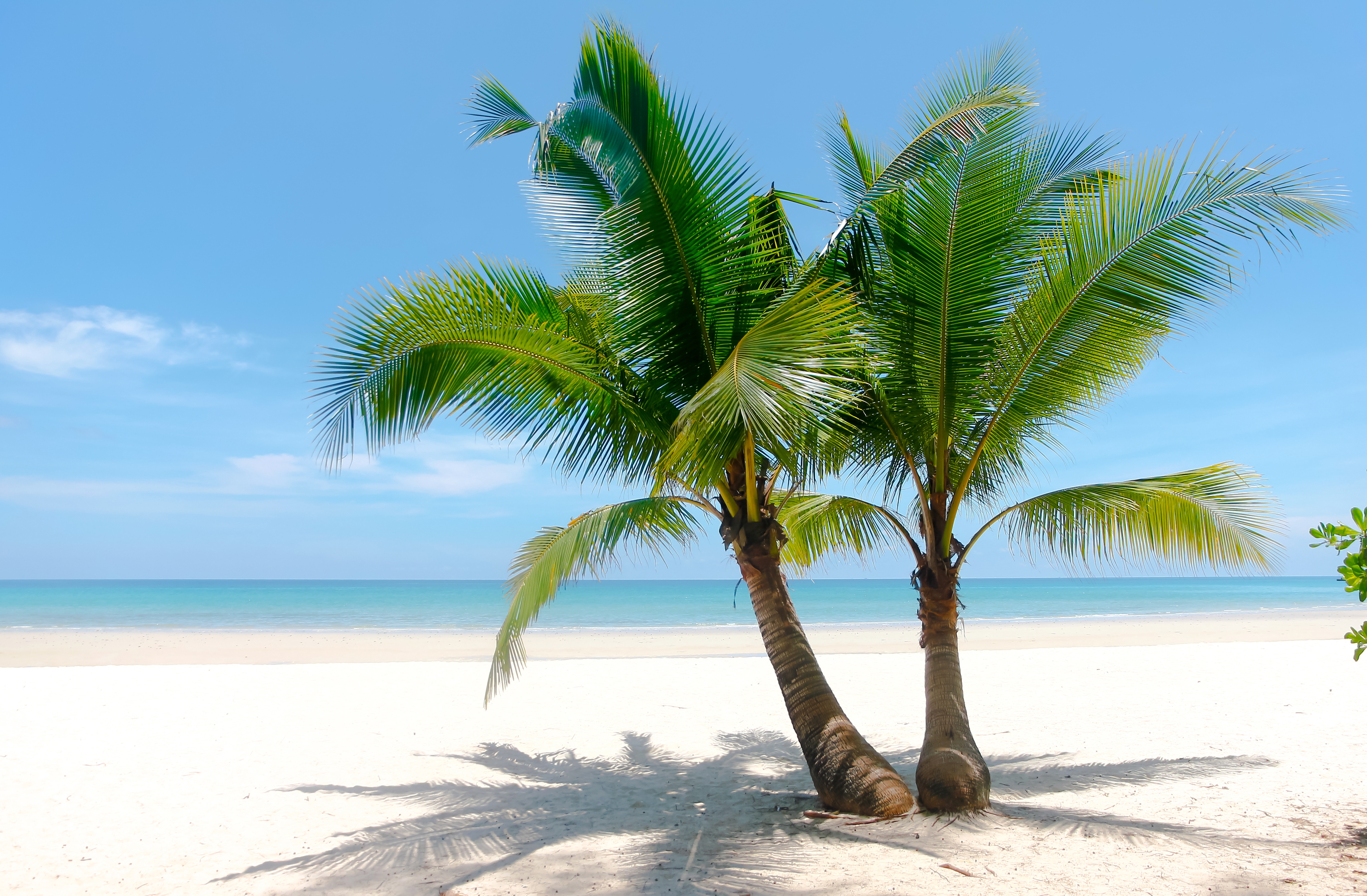 Tropical Beach with Palm Trees and Blue Sky HD Wallpaper