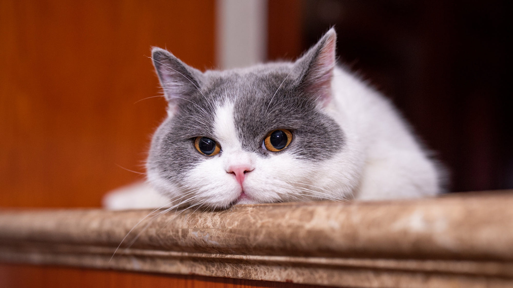Adorable Grey and White British Shorthair Cat Pet HD Wallpaper