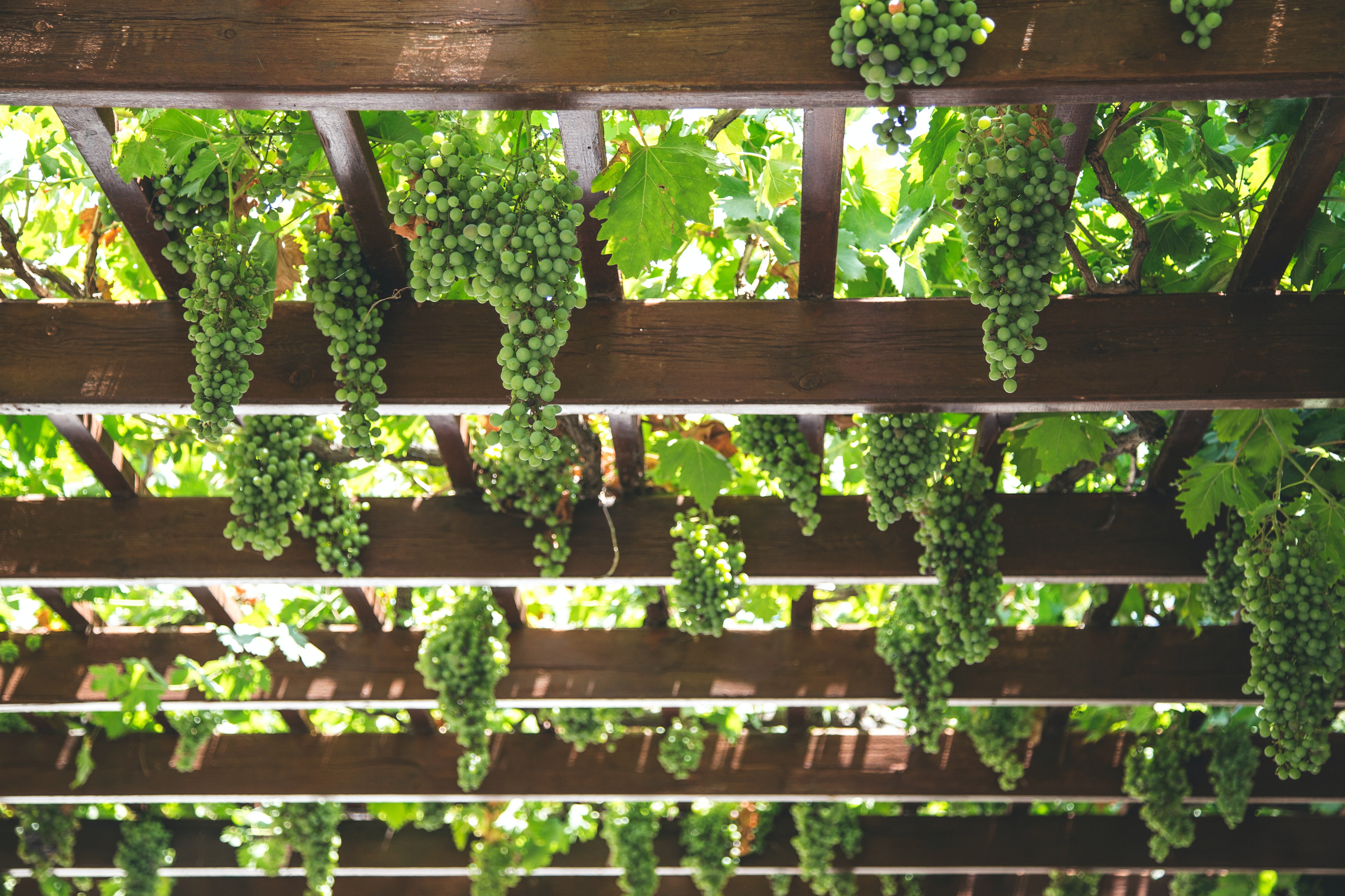 Green grapes hanging from a wooden pergola HD Wallpaper