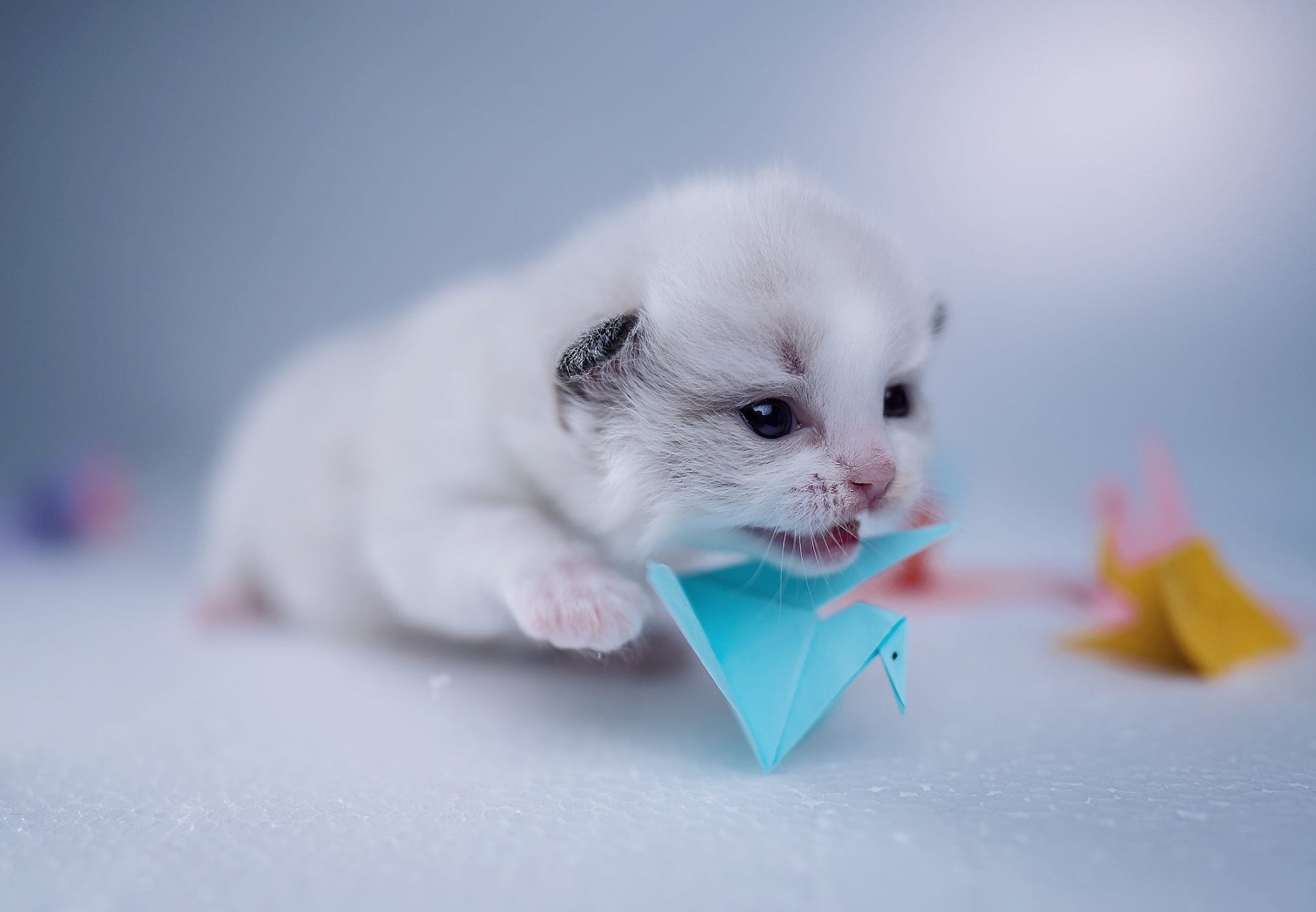 Adorable white kitten playing with blue origami bird HD Wallpaper