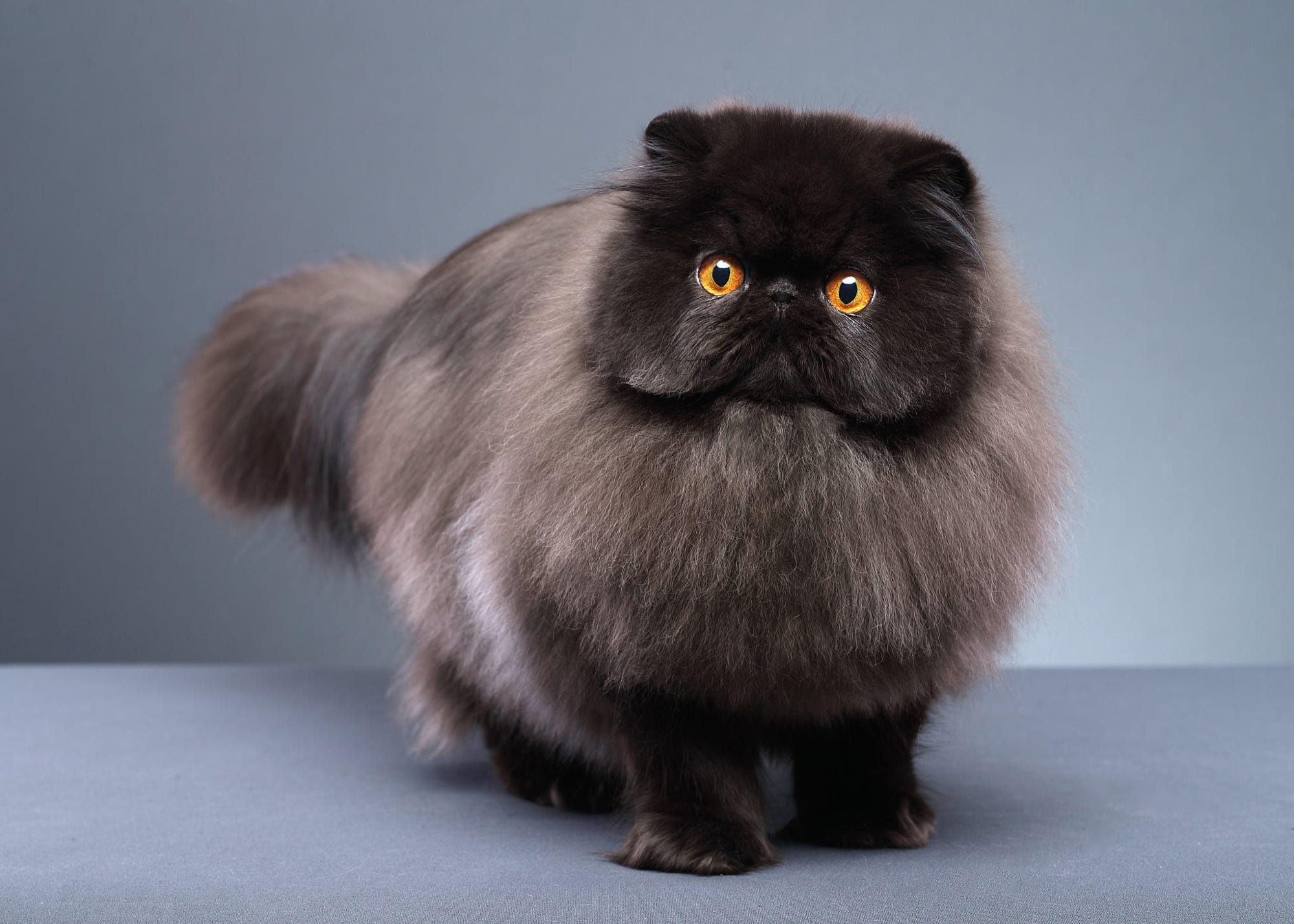 Fluffy Black Persian Cat with Orange Eyes HD Wallpaper