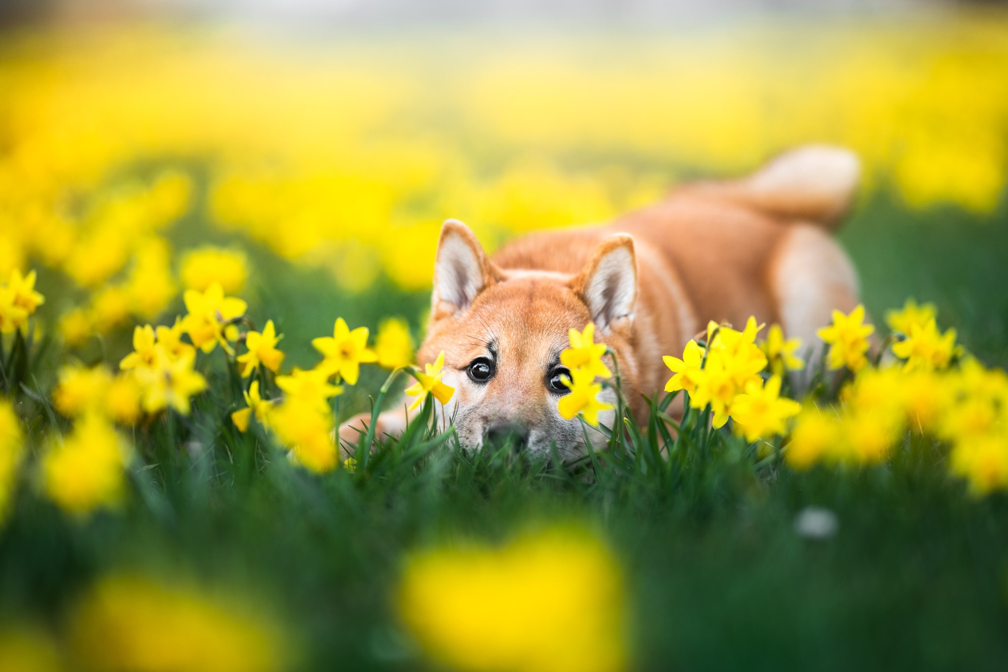 Cute Shiba Inu puppy peeking in daffodils HD Wallpaper