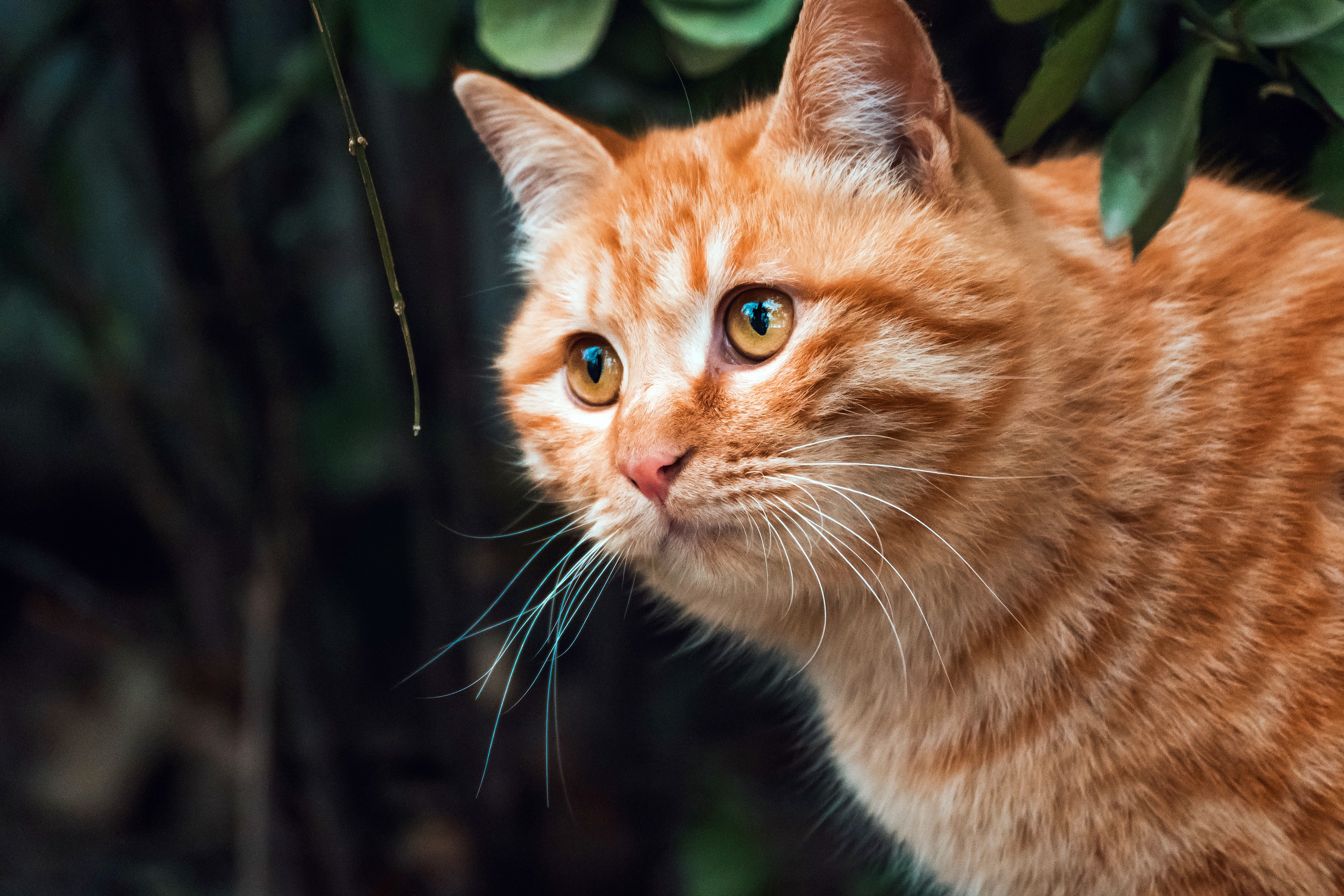 Curious orange cat with water droplet 4K HD Wallpaper