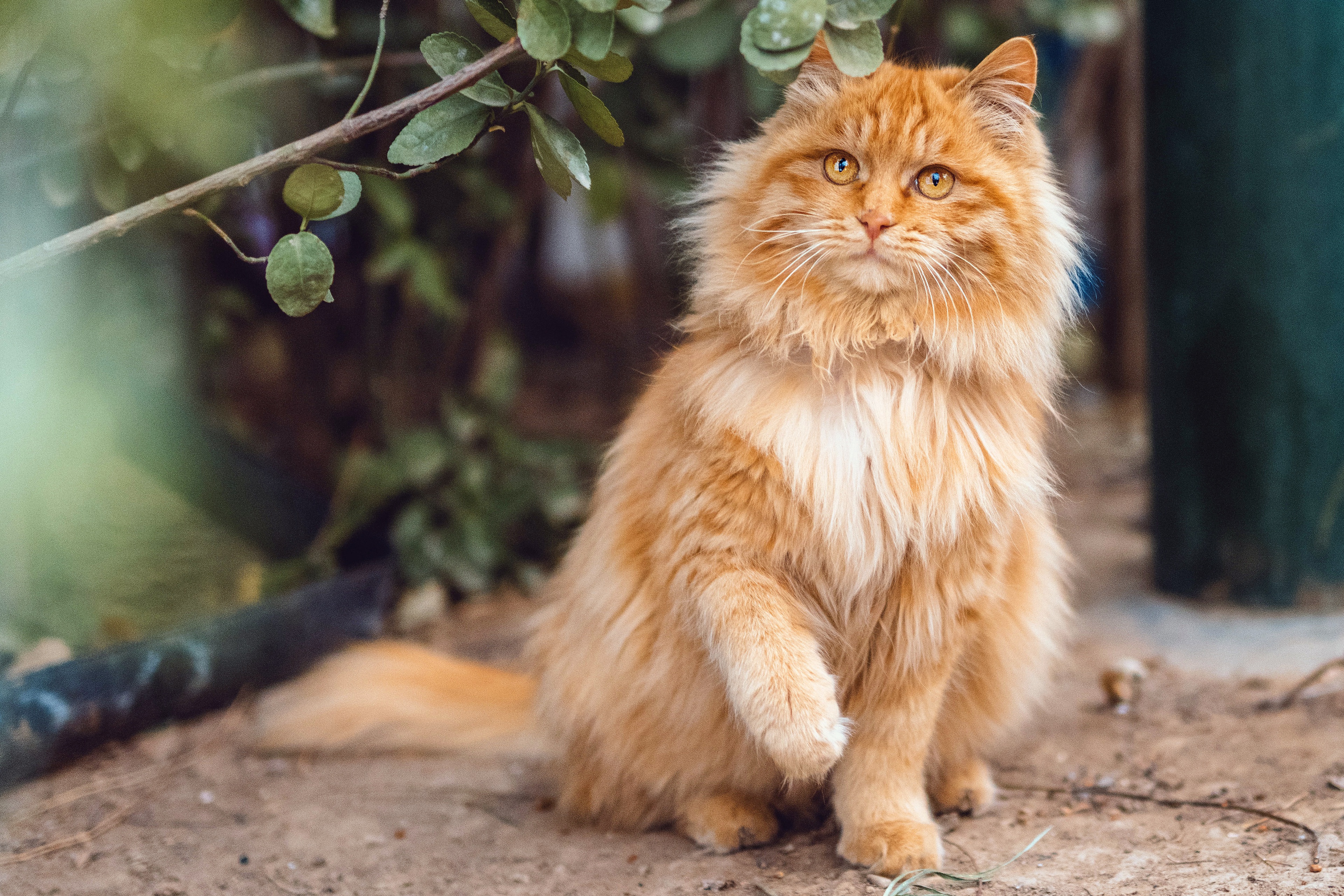 Fluffy orange pet cat sitting outdoors HD Wallpaper