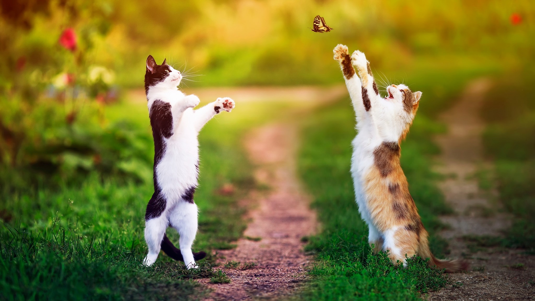 Cats Chasing Butterfly in Nature HD Wallpaper