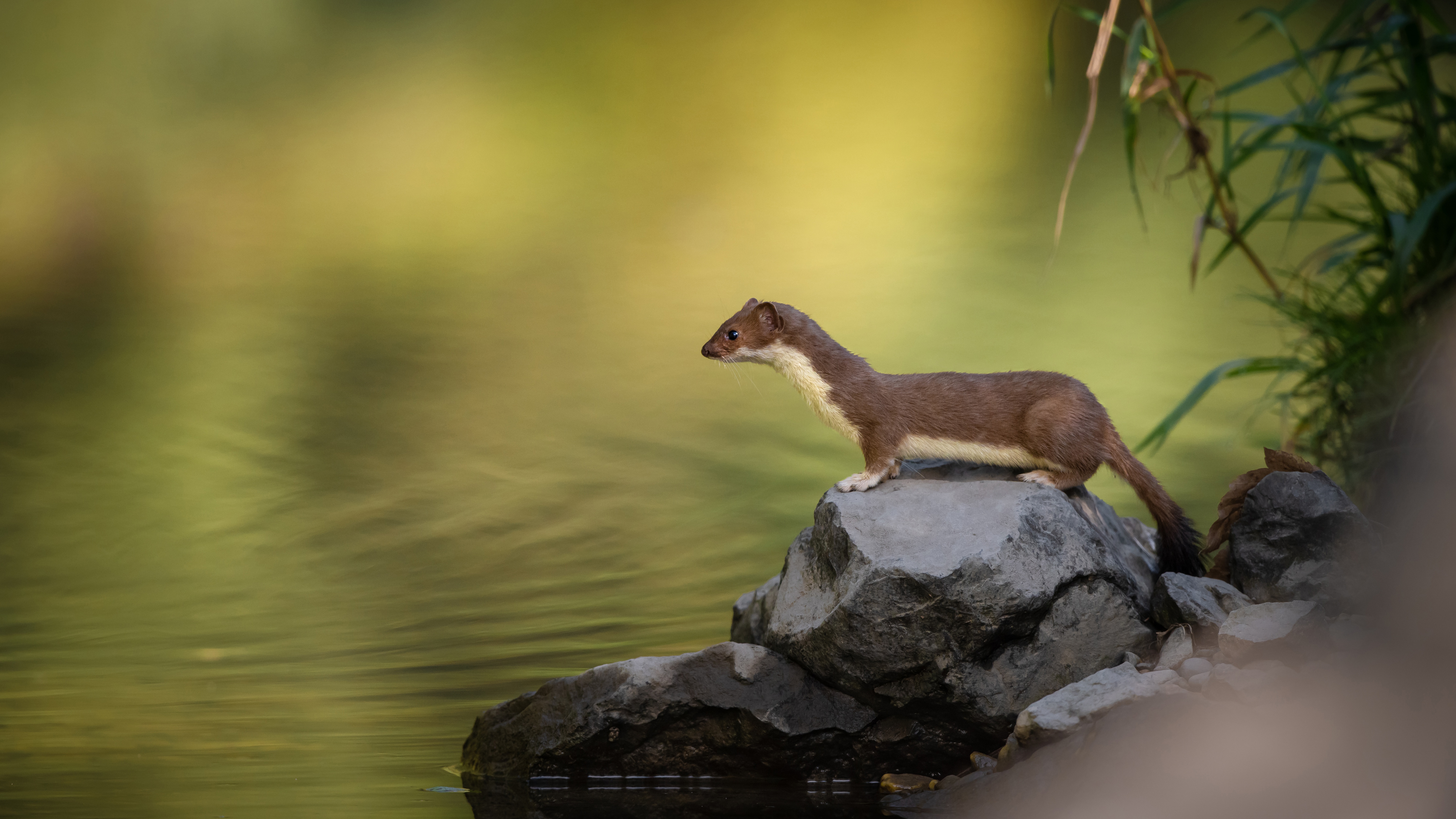 Stoat on a rock by the water HD Wallpaper