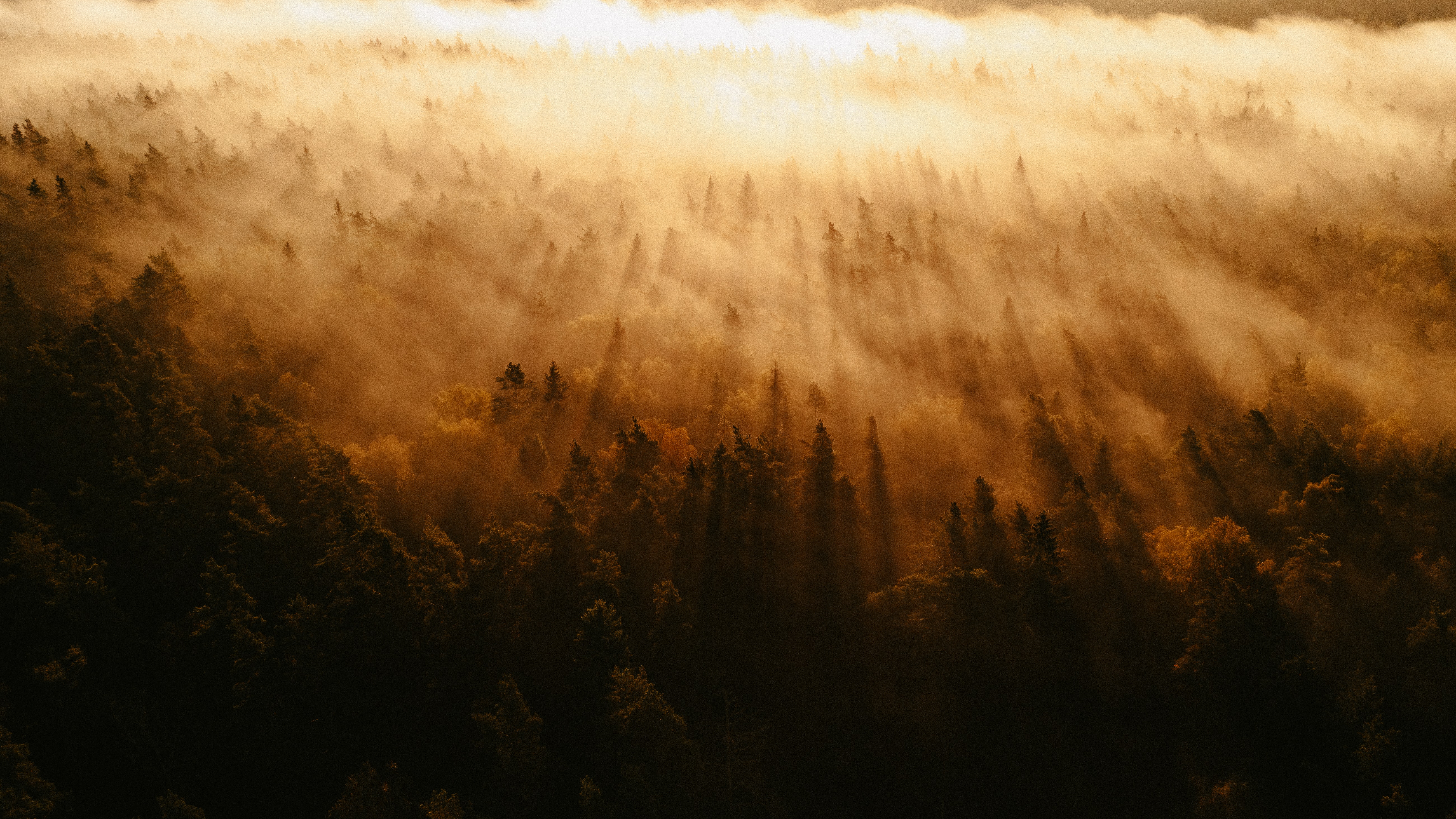 Golden sunbeams through a foggy forest HD Wallpaper