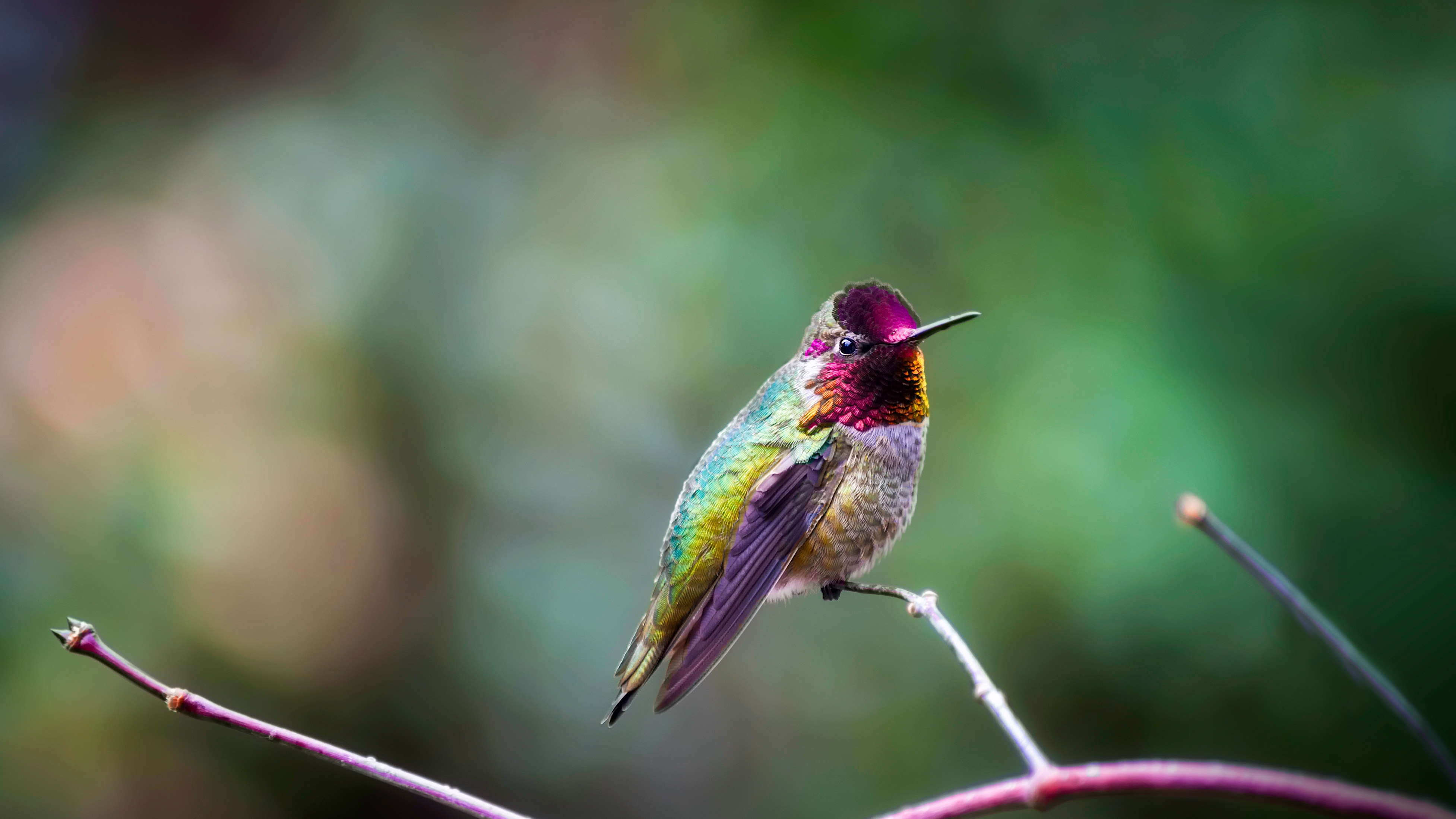 Annas Hummingbird perched on a branch HD Wallpaper