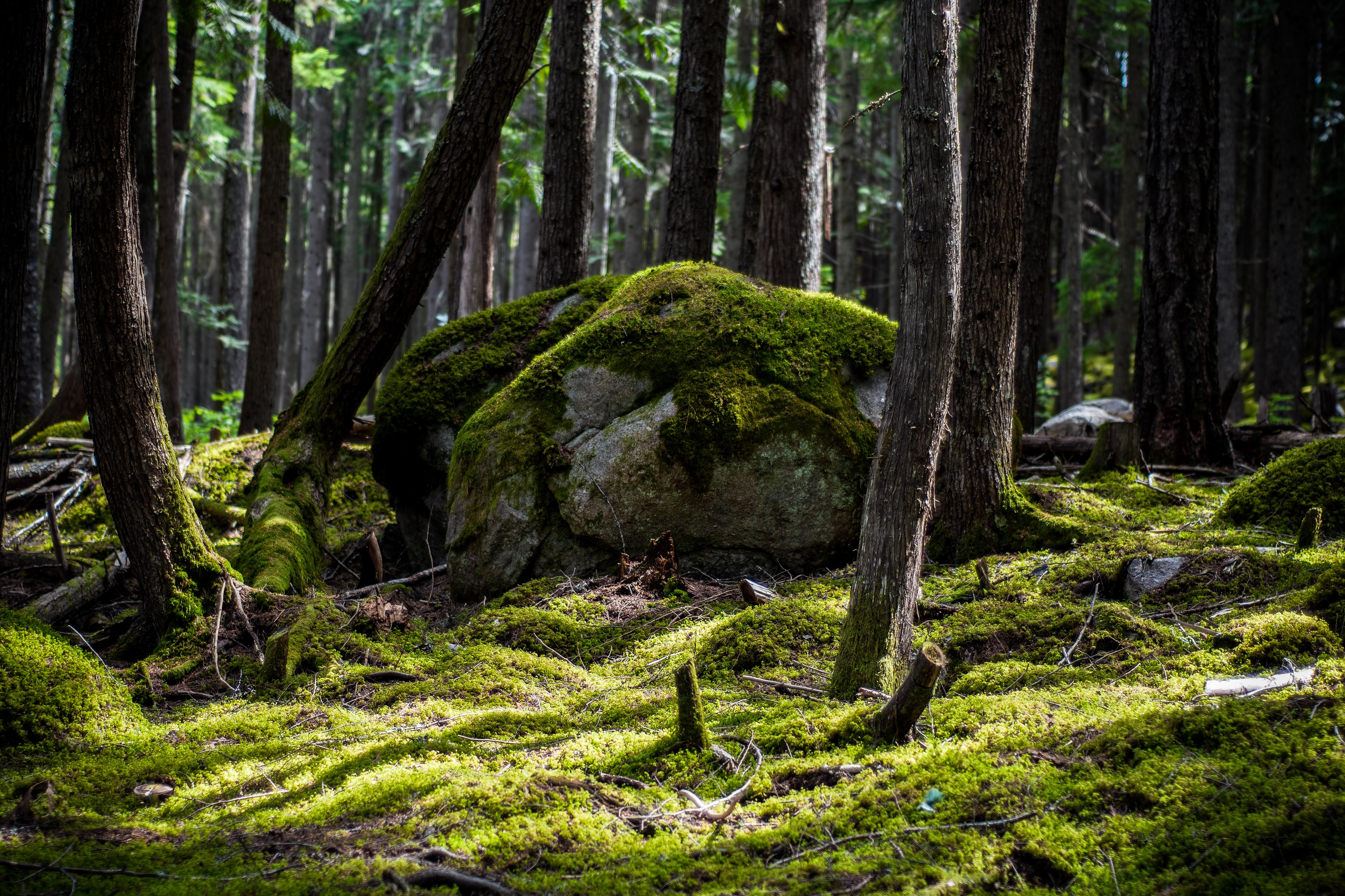 4K Sunlit Mossy Forest with Rocks HD Wallpaper