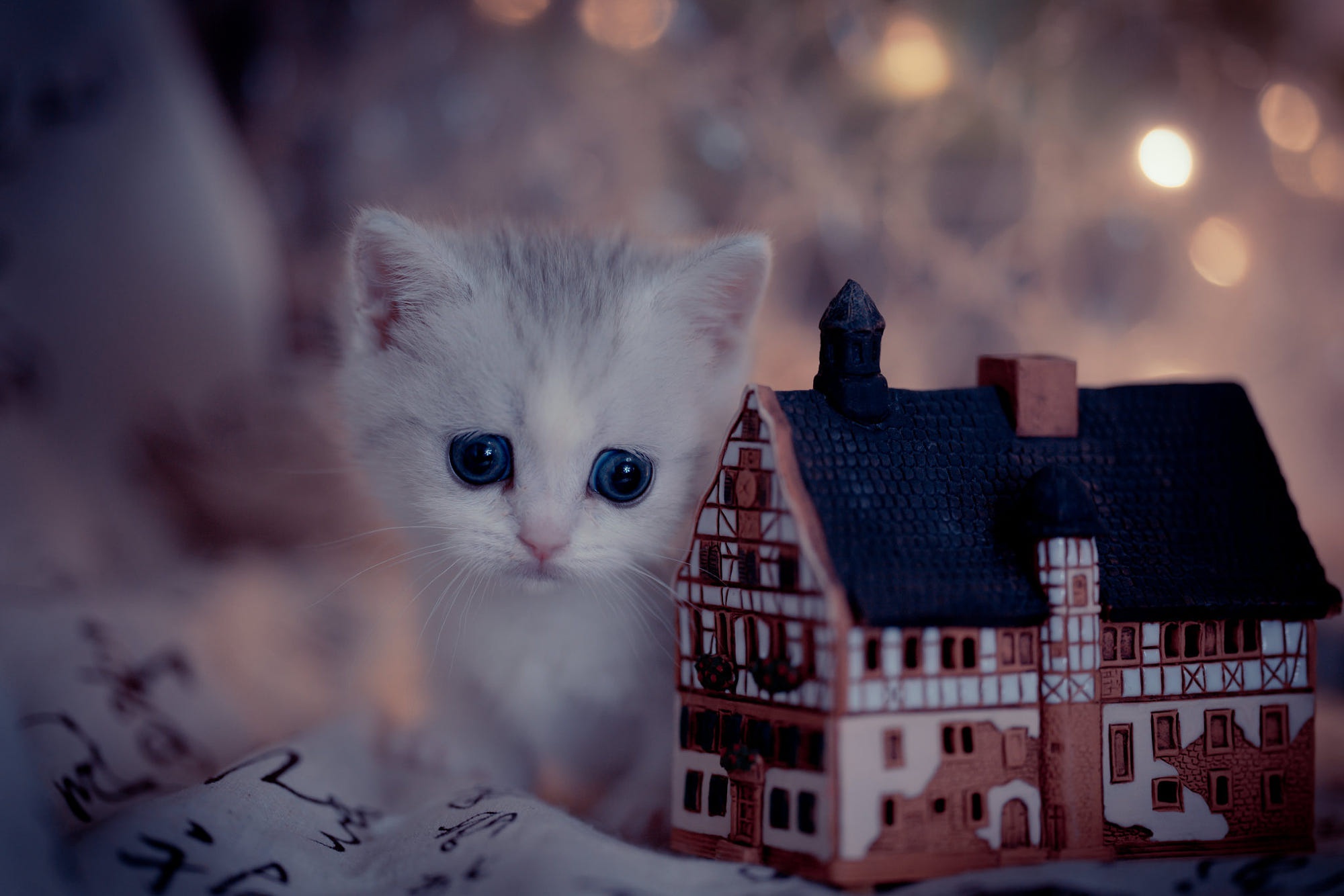 Kitten with striking blue eyes and miniature house HD Wallpaper