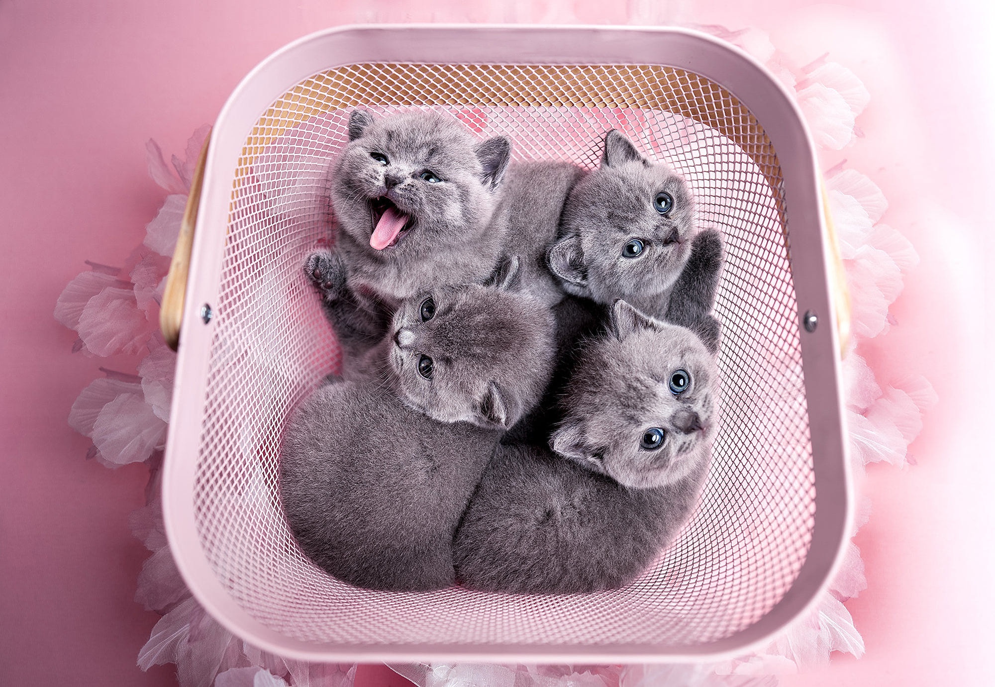 Baby grey kittens in a pink basket HD Wallpaper